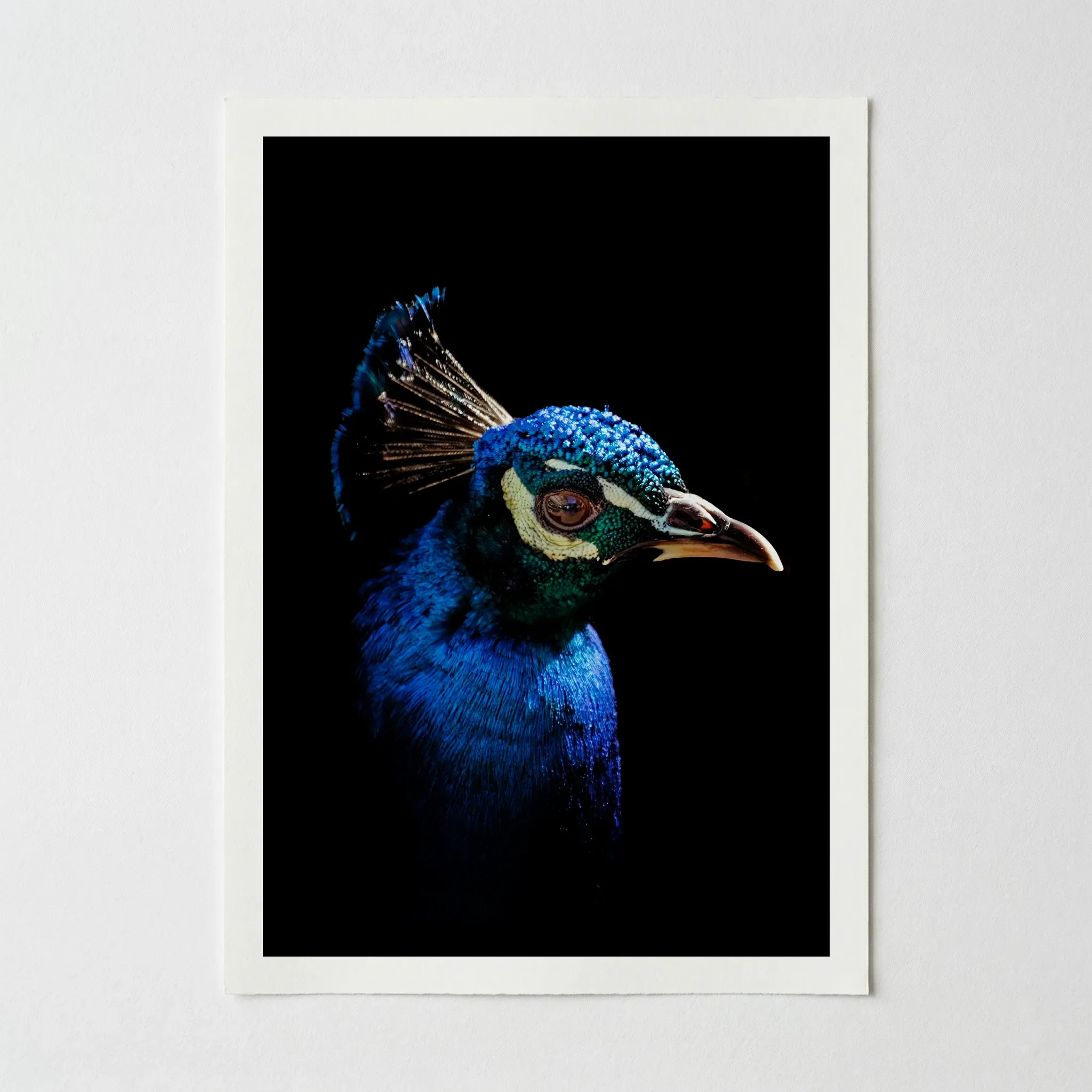 Portrait of a Peacock: Portrait of Animal – Fine Art Print