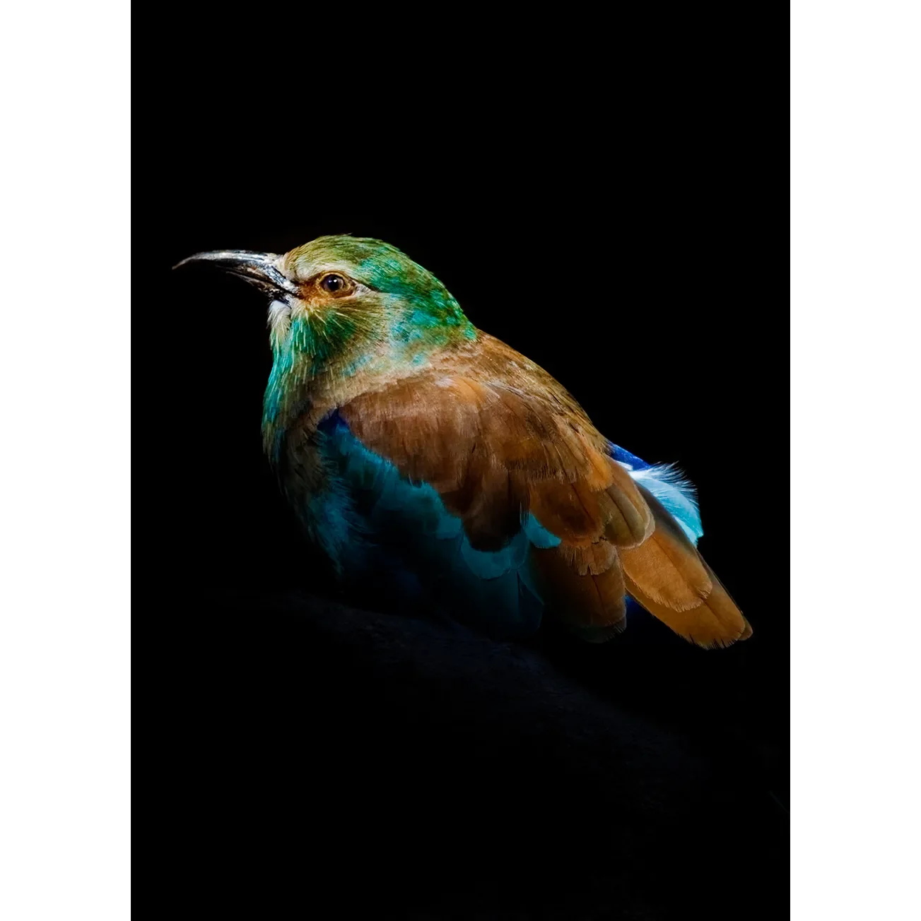 A striking fine art photograph of a European Roller bird, its vibrant turquoise, green, and cinnamon feathers illuminated against a deep, solid black background.