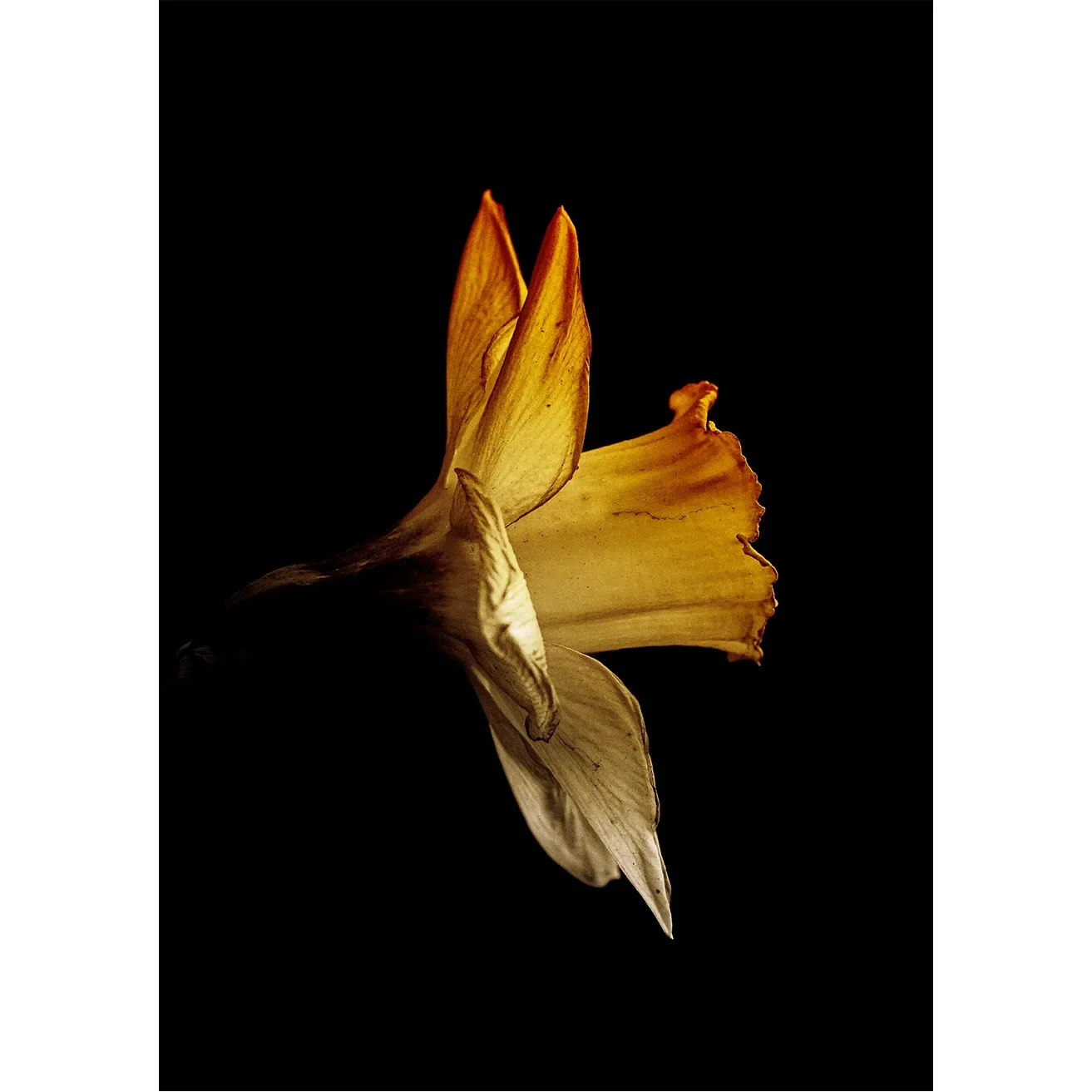 Moody, minimalist fine art photography of a withered daffodil featuring translucent amber petals against a deep black void.