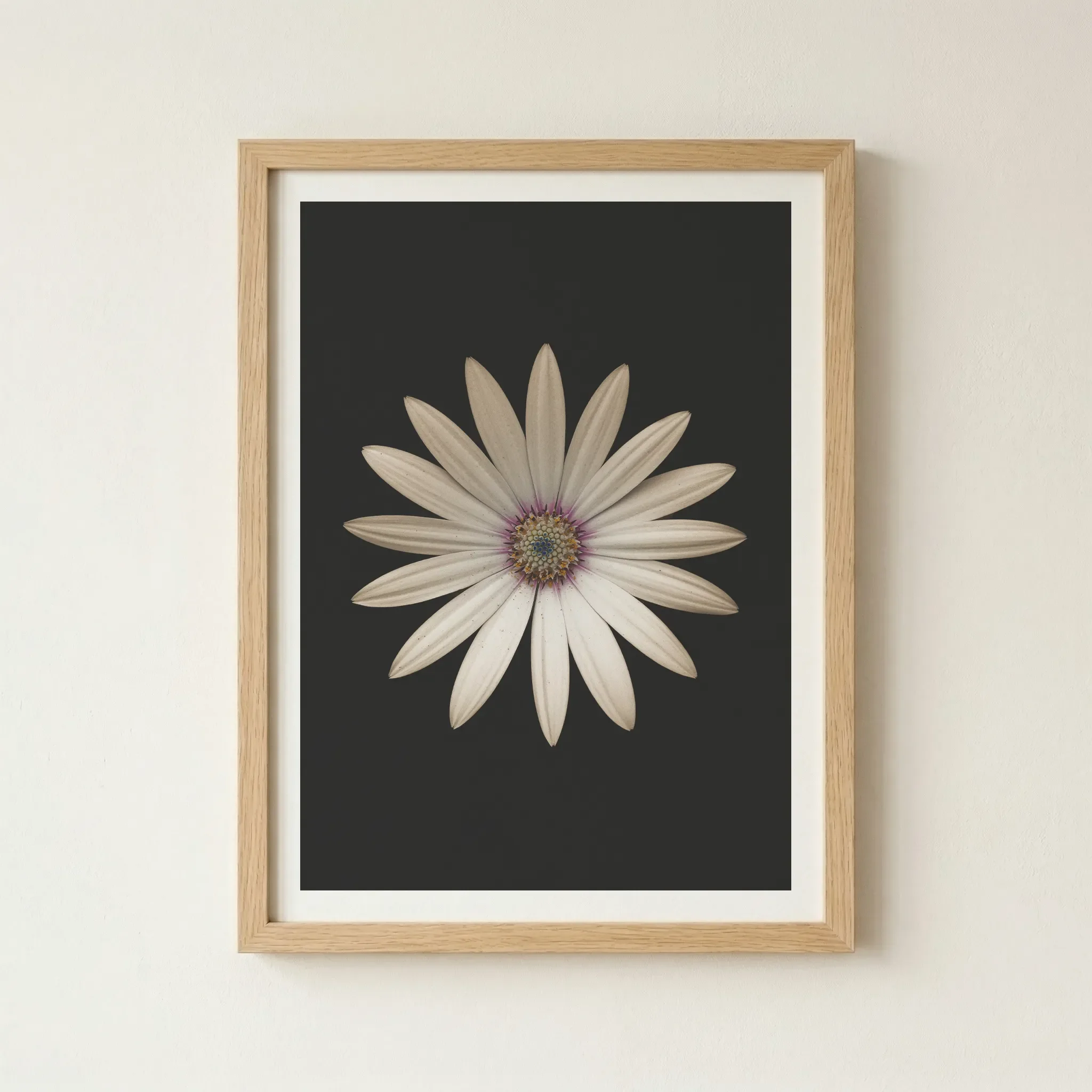'Marguerite Daisy' print in a natural wood frame, adding an organic, grounded feel to this study of botanical simplicity.