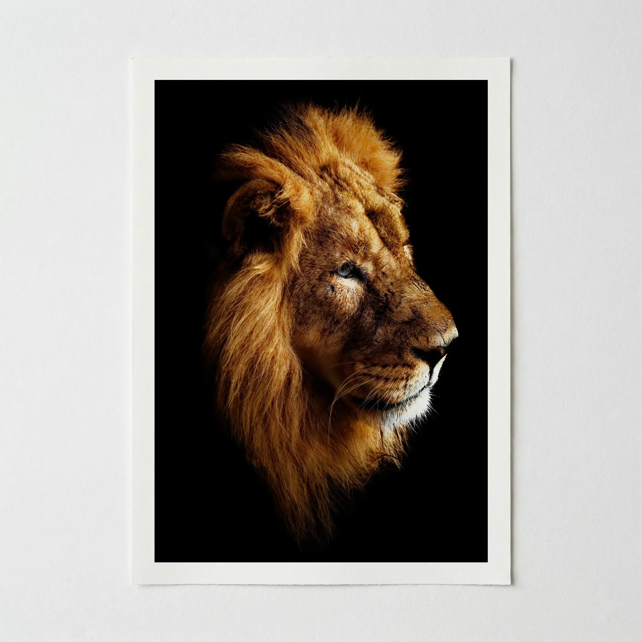 Portrait of a Lion: Portrait of Animal – Fine Art Print