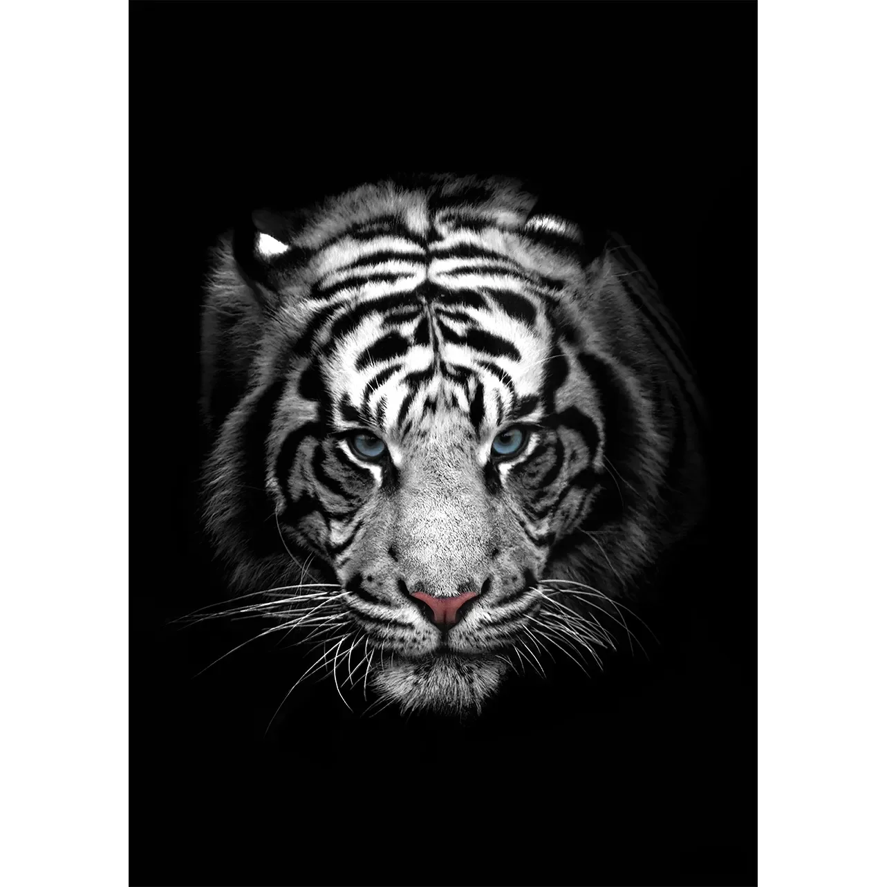 A high-contrast fine art photograph of a White Tiger’s face from the front, featuring piercing blue eyes and stark black stripes against snowy white fur, isolated on a solid black background.