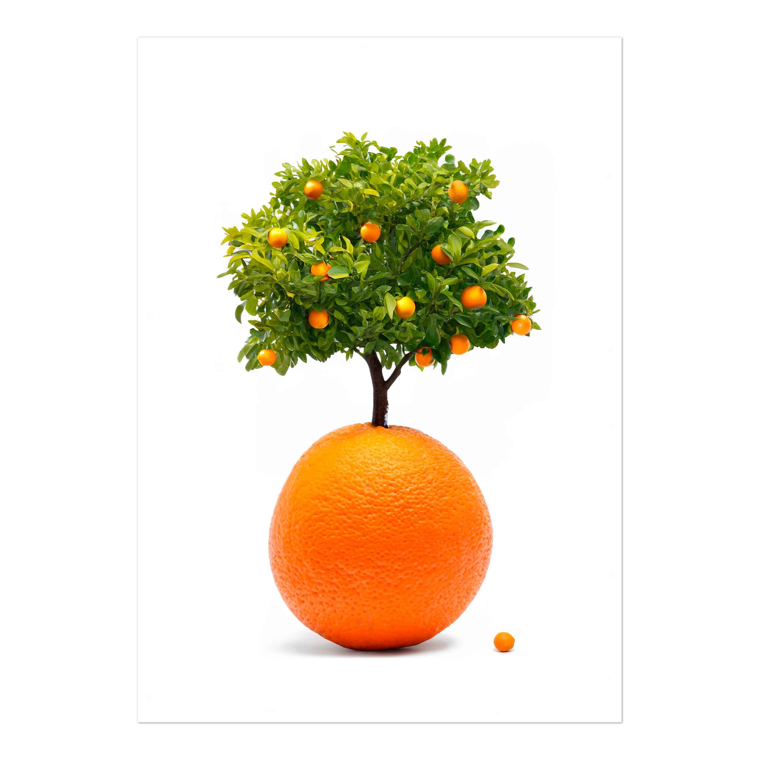 Print-The-Orange-Tree-Standalone.jpg