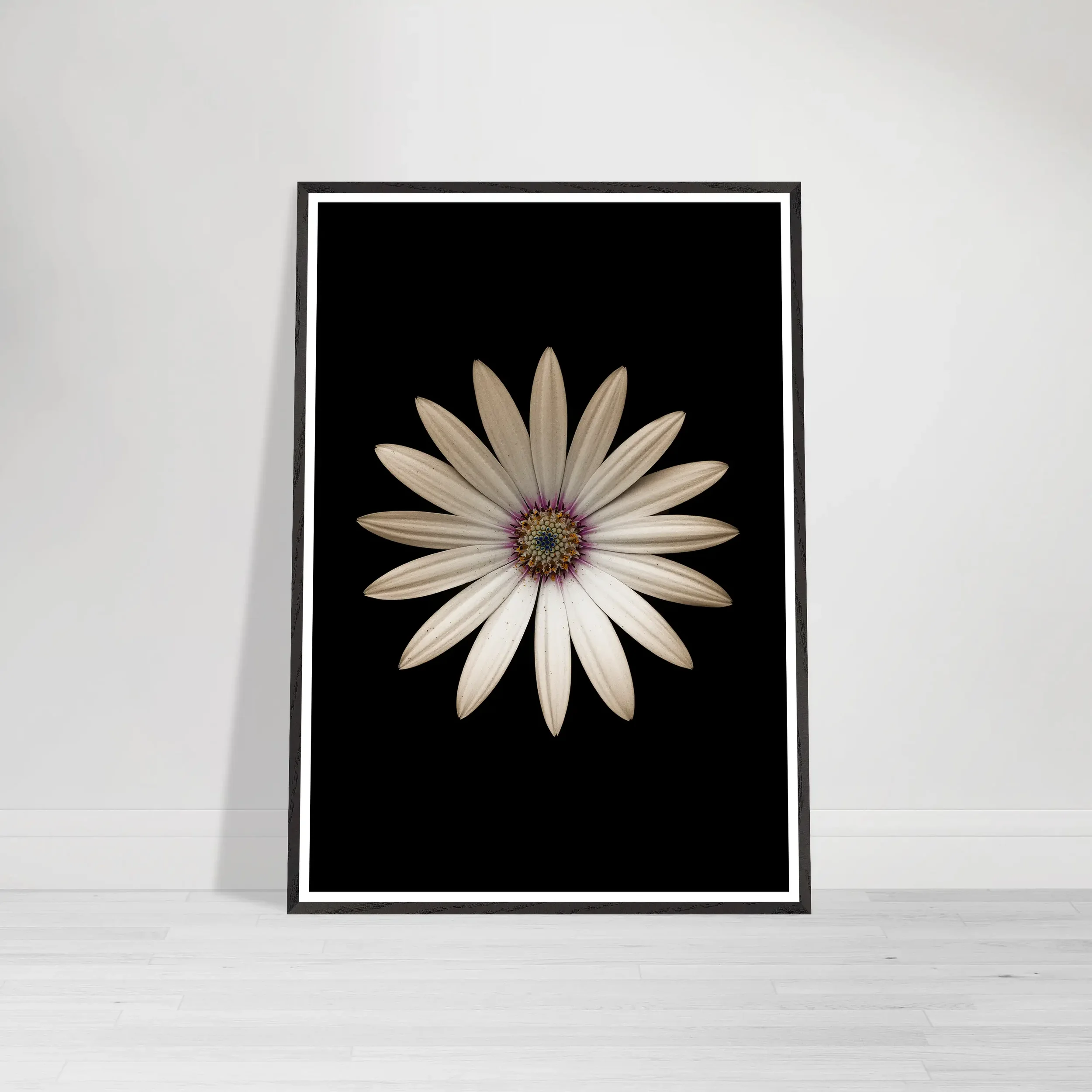 Marguerite Daisy fine art print in a black frame displayed on a modern wall, featuring a centred white daisy on black