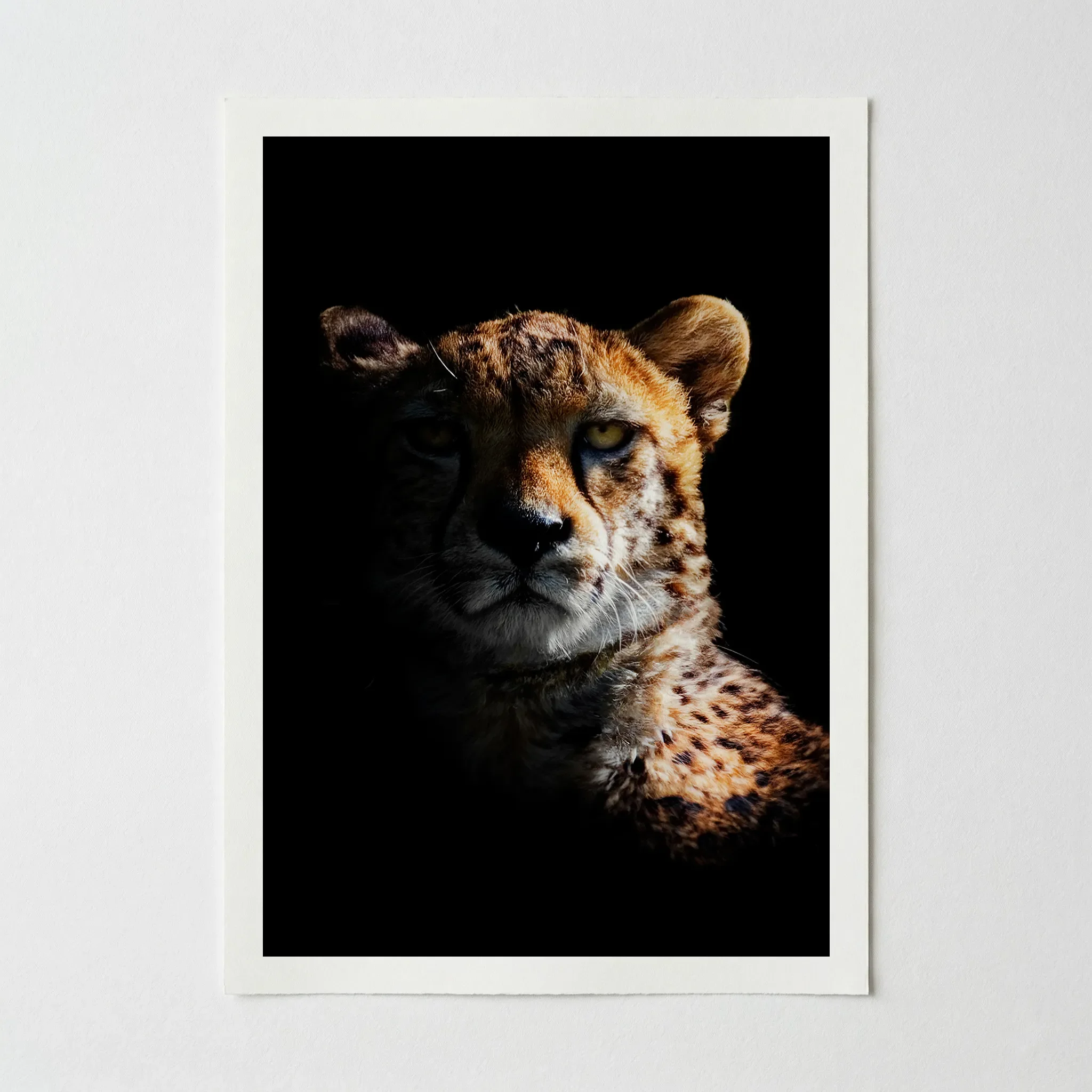 Portrait of a Cheetah: Portrait of Animal – Fine Art Print