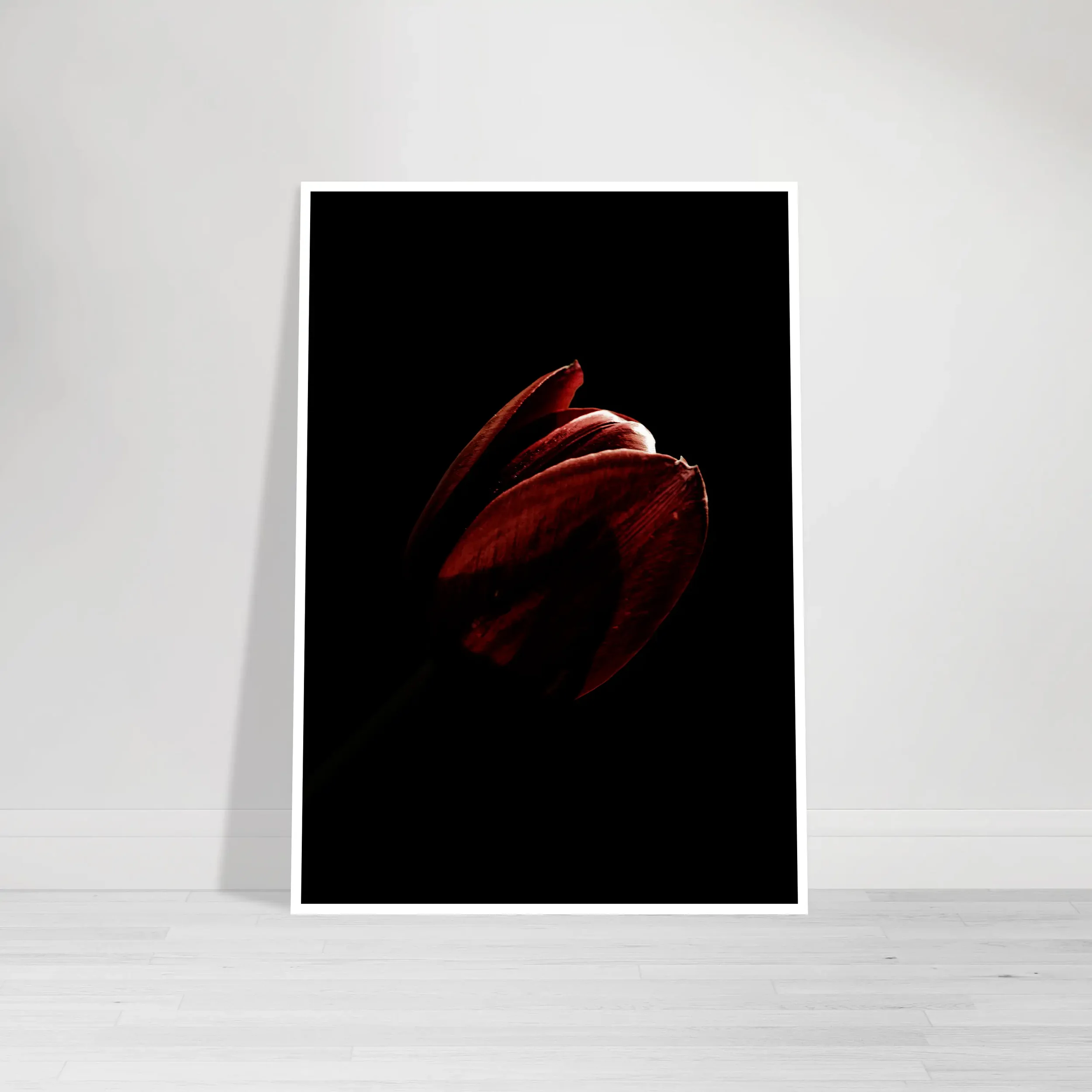 Tulip: Beautiful Imperfection – Fine Art Print