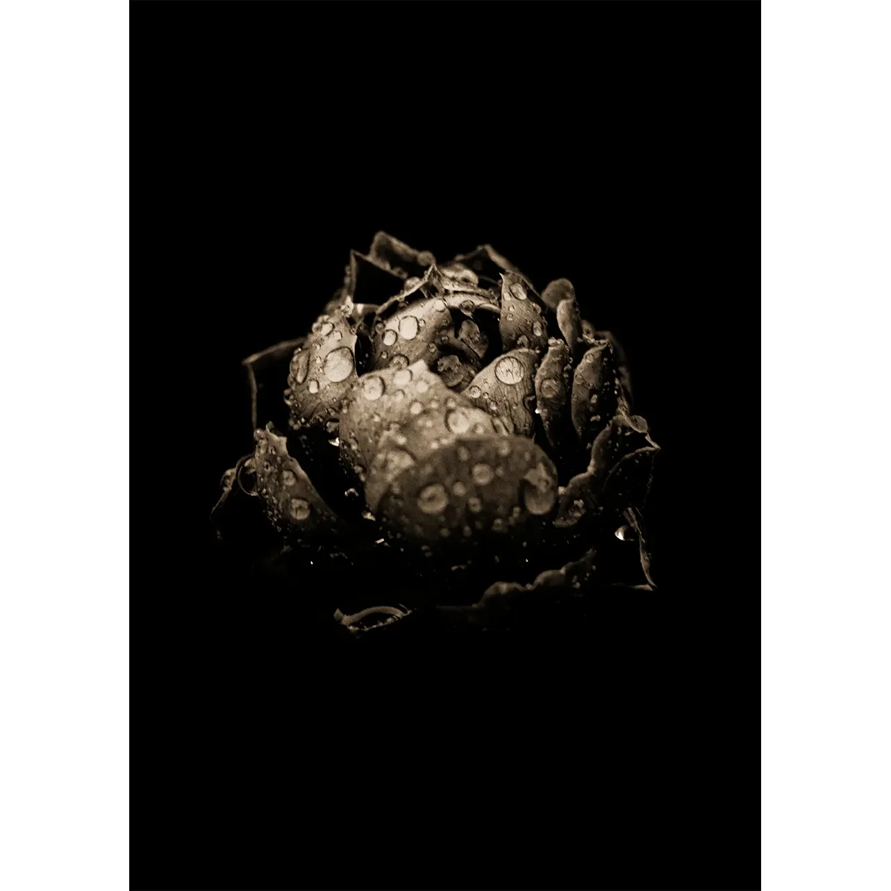 Minimalist black rose fine art print with dark velvet petals against a deep black background by GG Digital Creations.