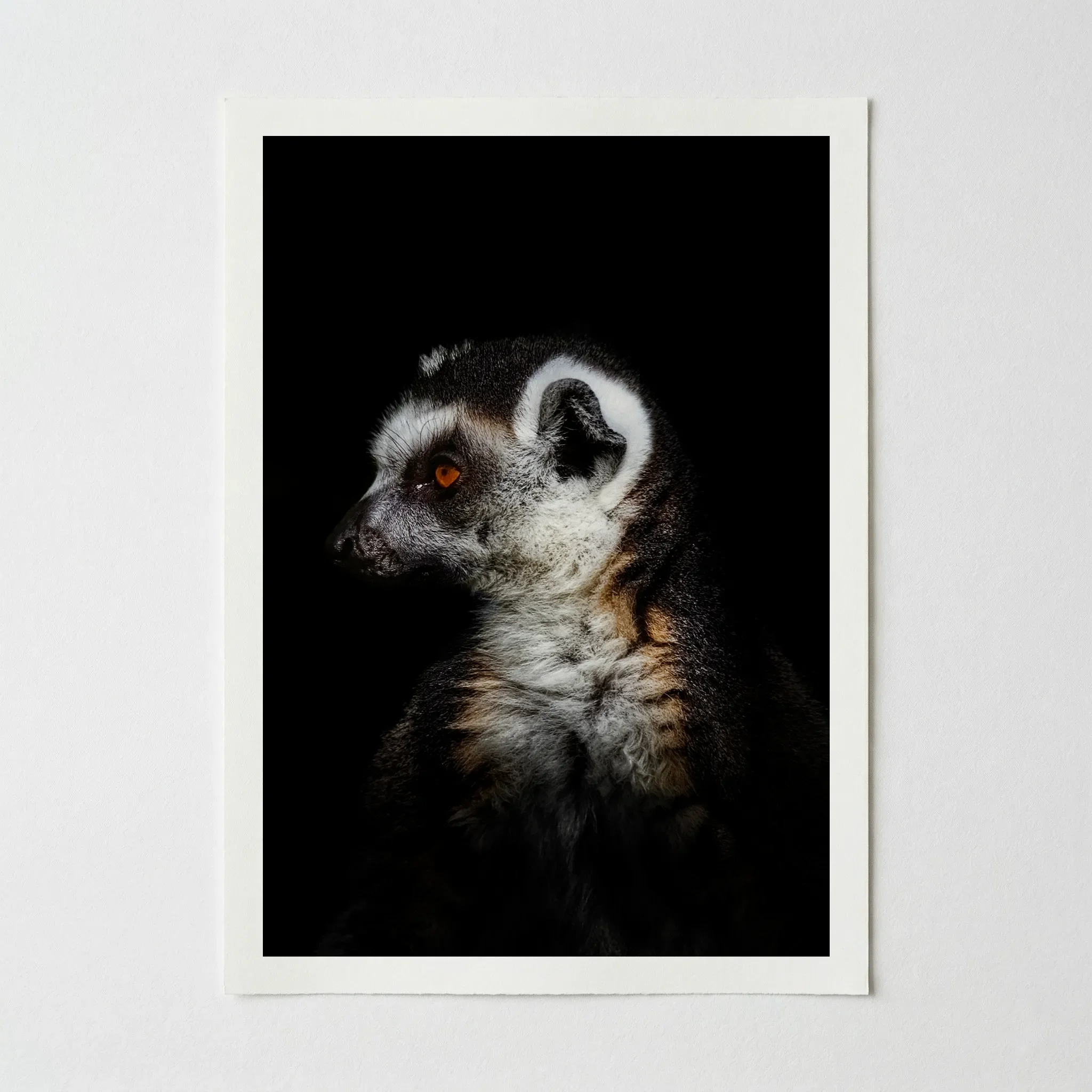 Portrait of a Lemur: Portrait of Animal – Fine Art Print