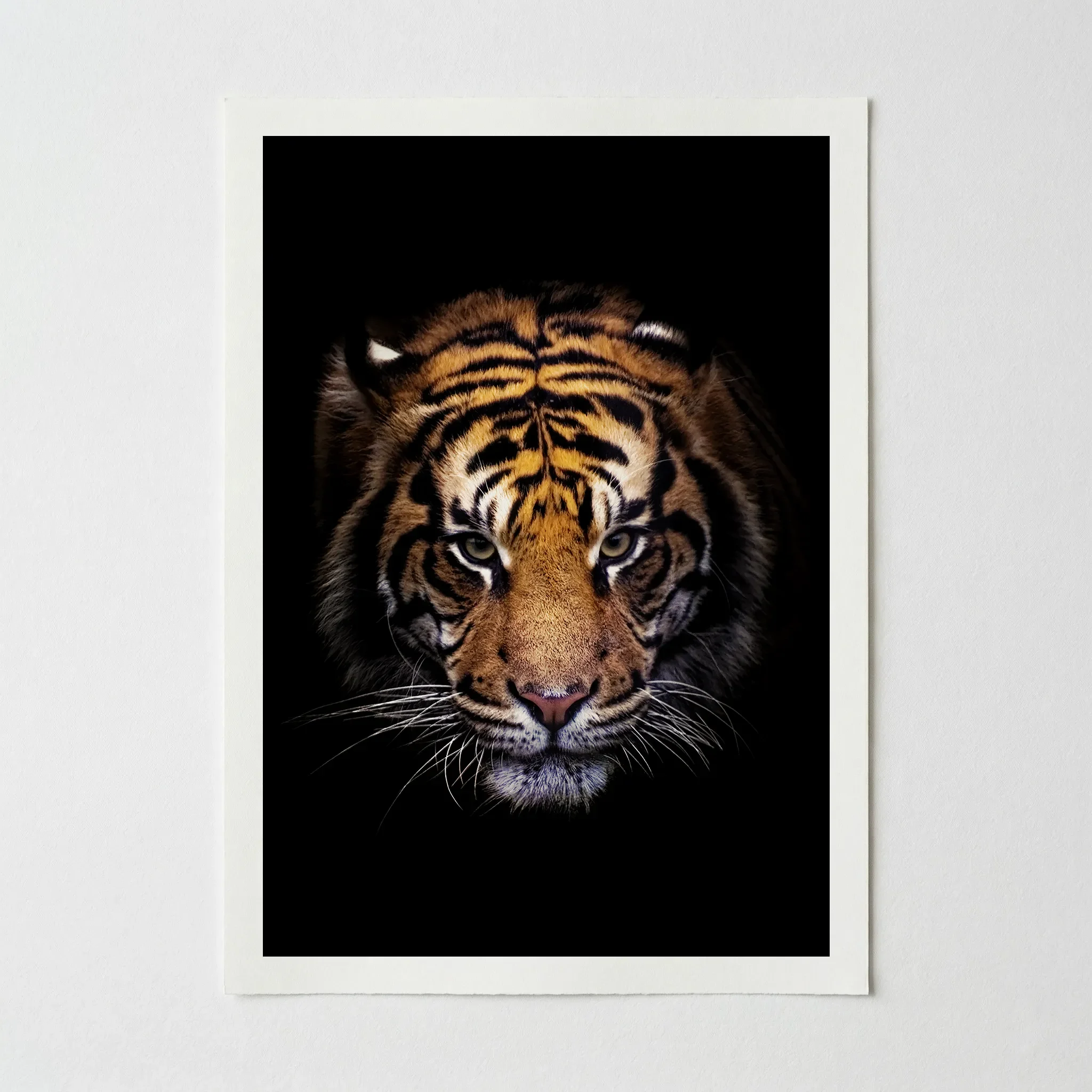 Portrait of a Tiger: Portrait of Animal – Fine Art Print