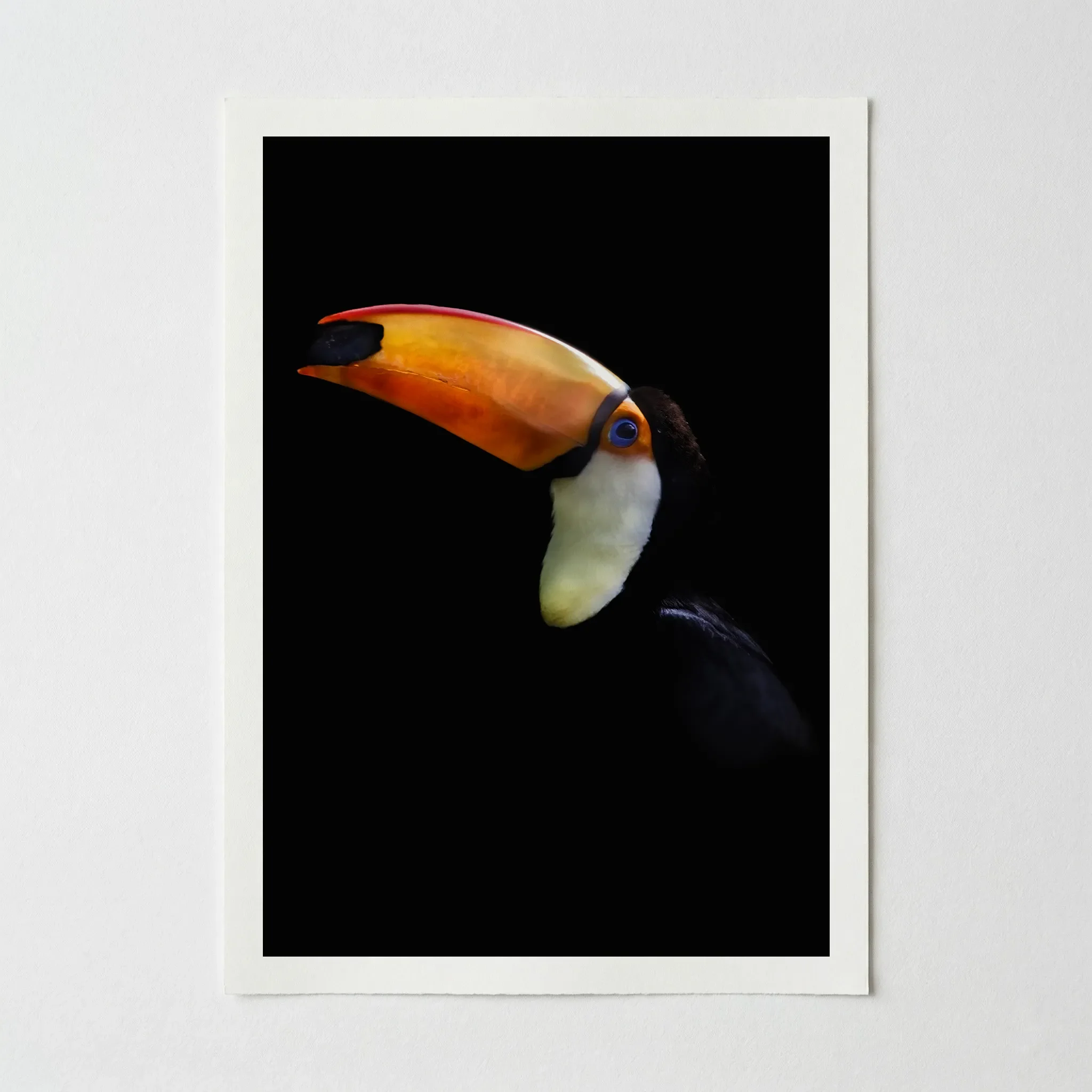 Portrait of a Toco Toucan