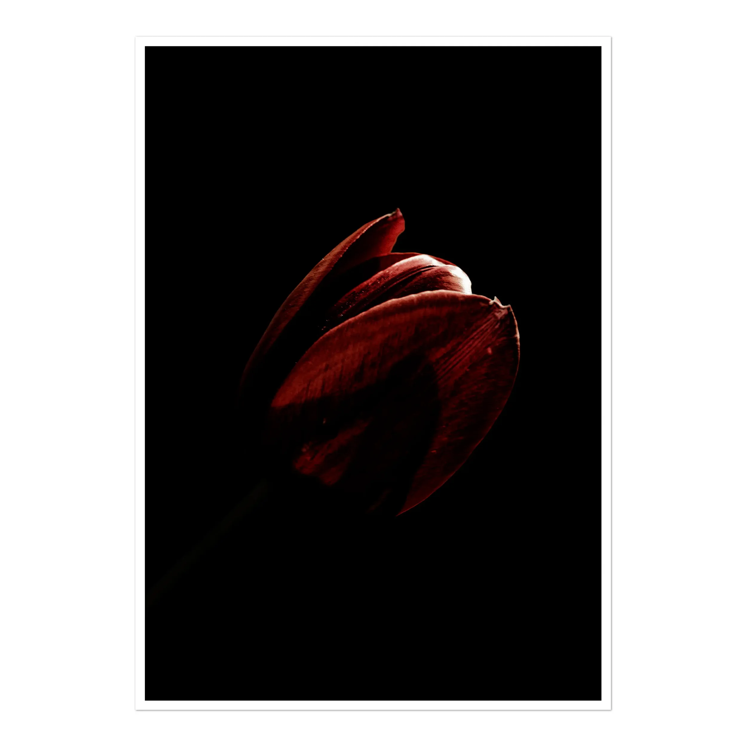 A dramatic, low-key photograph of a single dark red tulip, its petals caught in a sharp sliver of light against a deep black background.