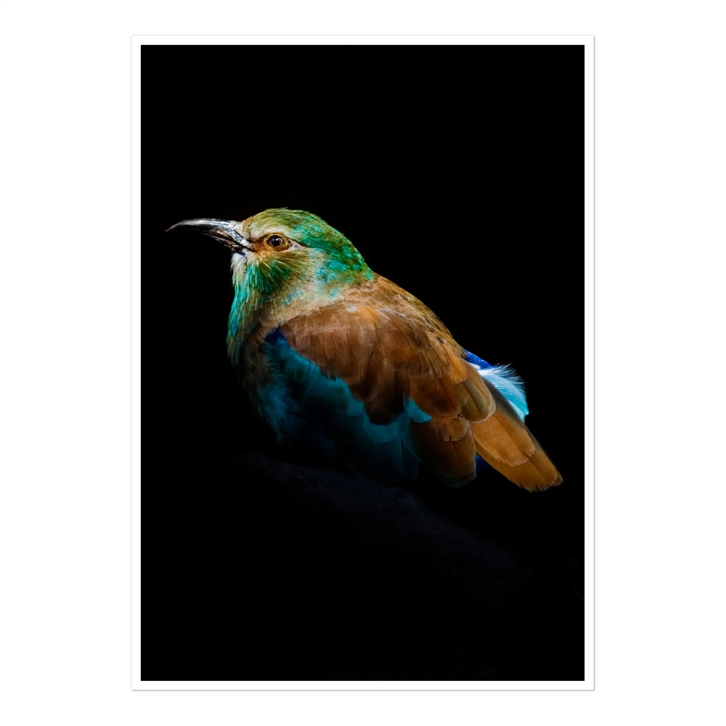 A striking fine art photograph of a European Roller bird, its vibrant turquoise, green, and cinnamon feathers illuminated against a deep, solid black background.