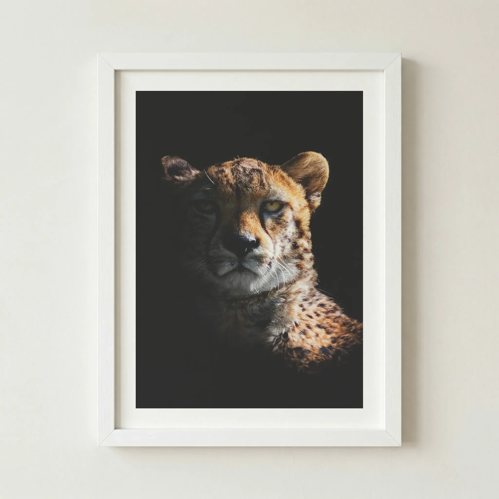 'Cheetah' fine art print in a white frame, providing a crisp, modern contrast that makes the golden fur and amber eyes pop intensely.