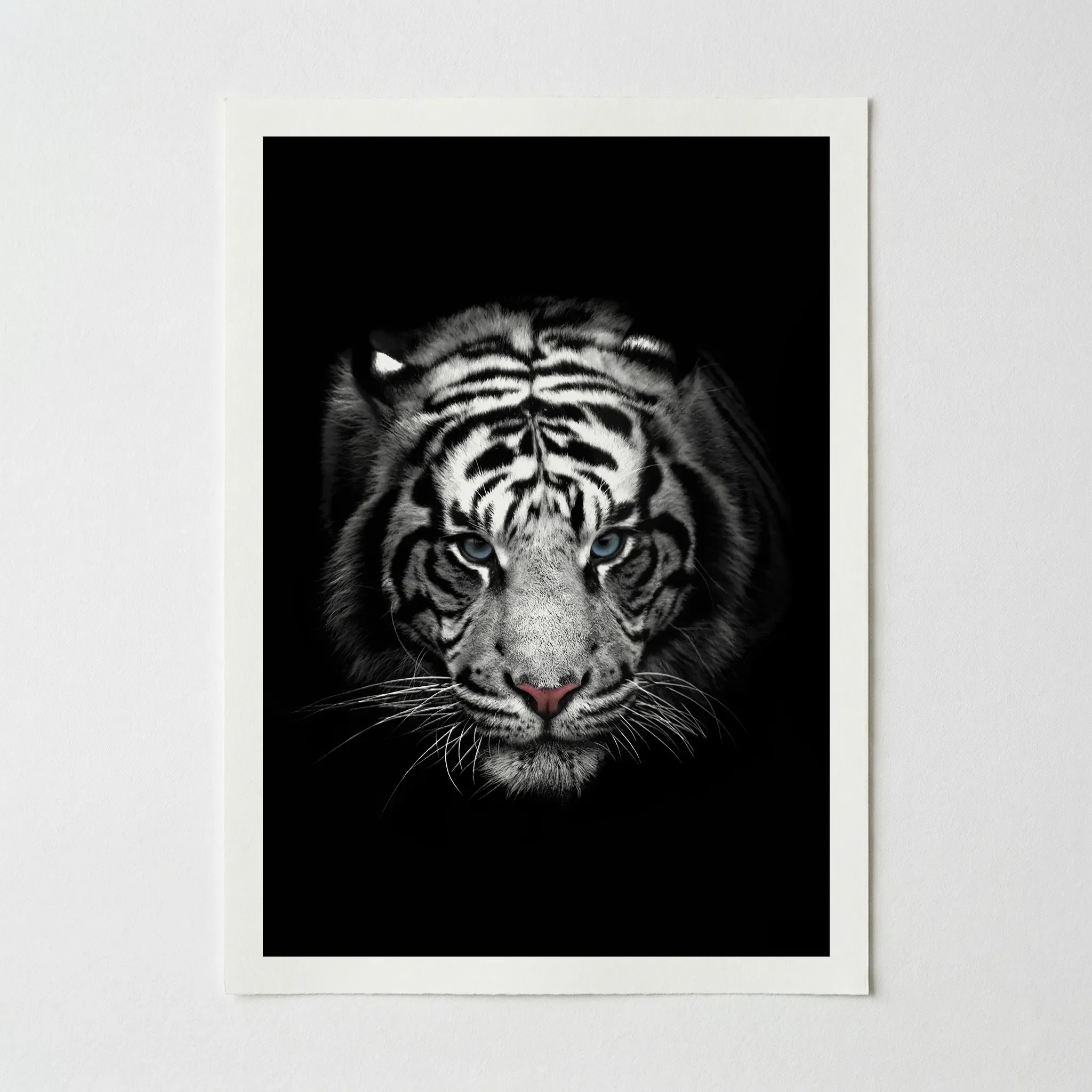 Portrait of a White Tiger