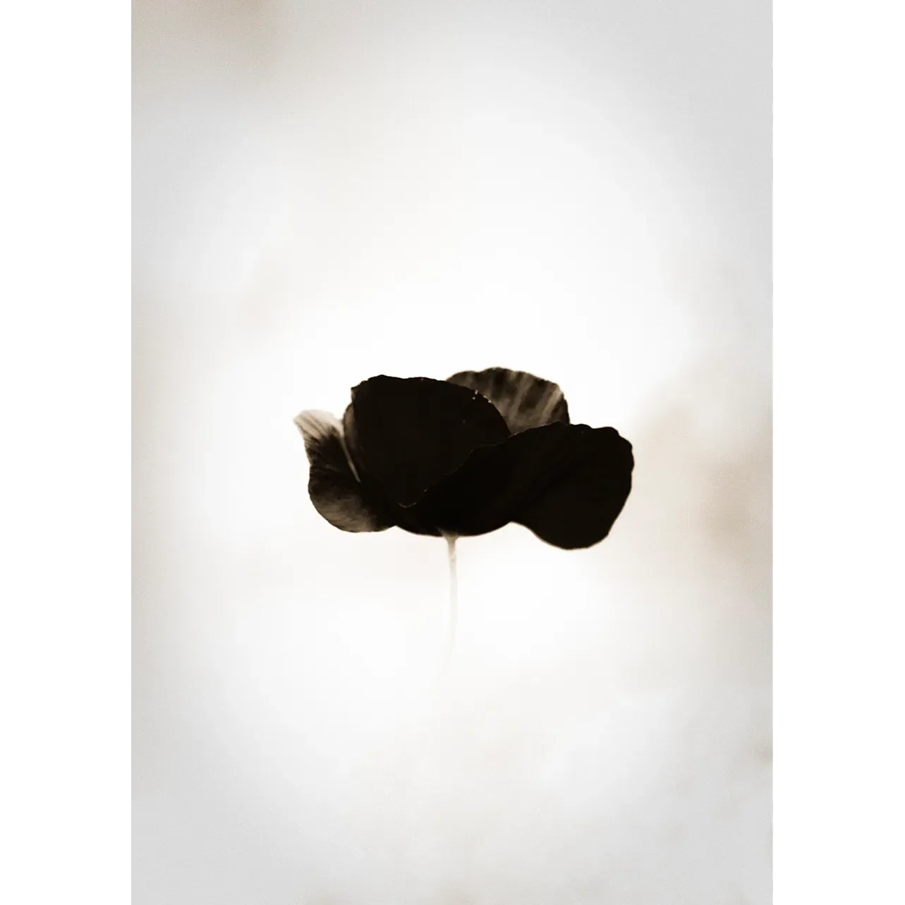 Moody minimalist photography of a single black poppy flower with velvet petals on a hazy sepia background