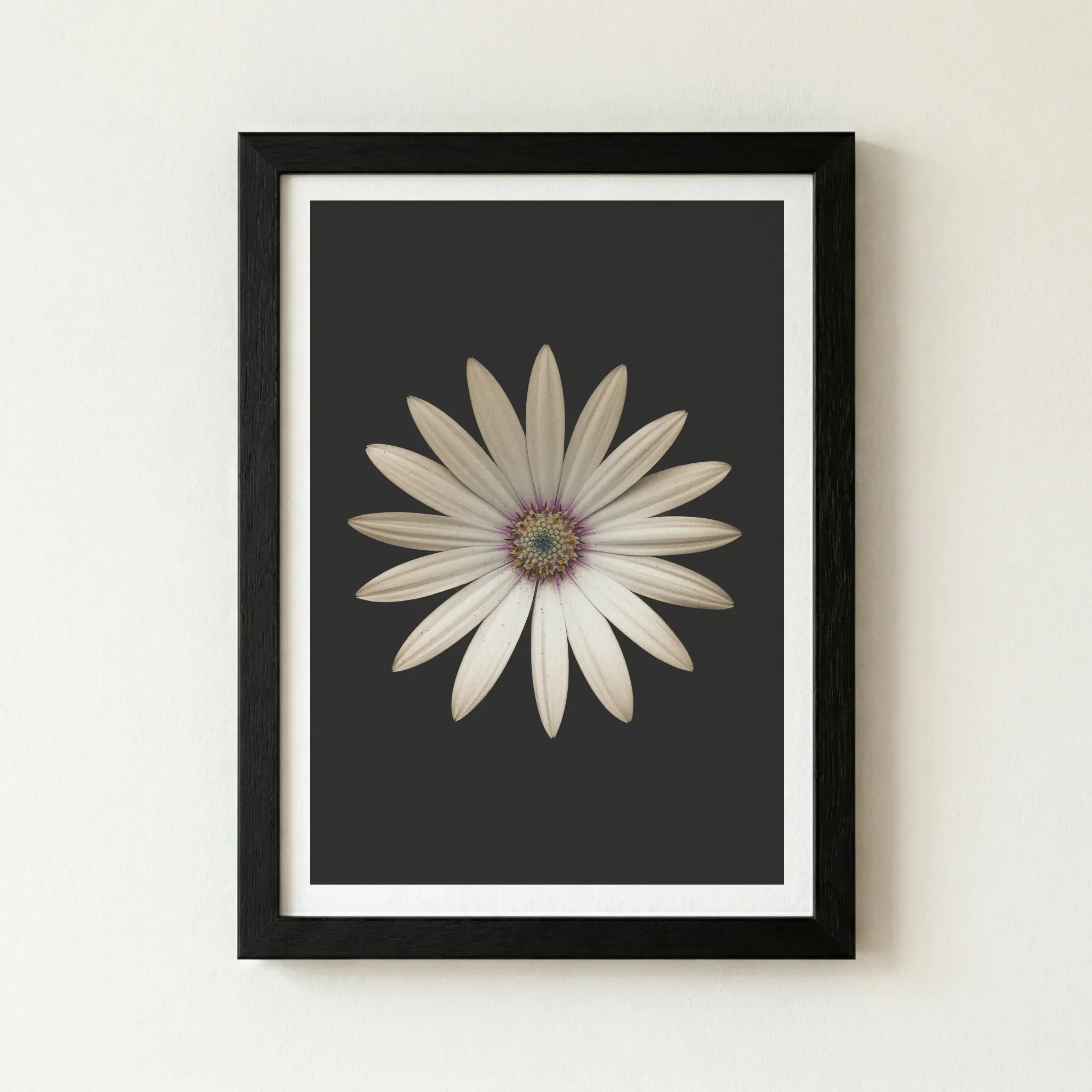 The 'Marguerite Daisy' fine art print in a black wooden frame, creating a seamless, dramatic extension of the dark background.