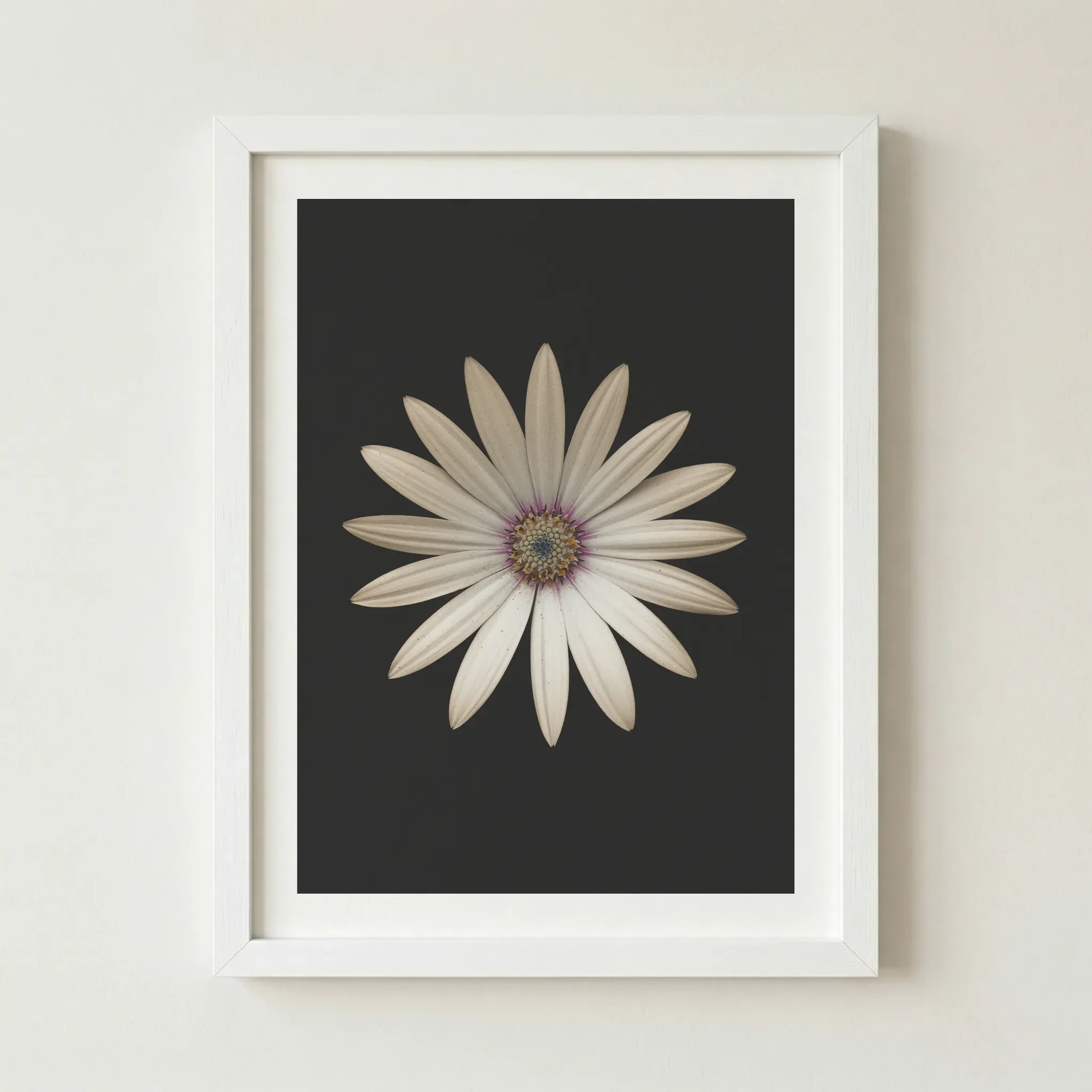 'Marguerite Daisy' print in a white frame, offering a crisp, contemporary border that emphasises the flower's themes of purity and innocence