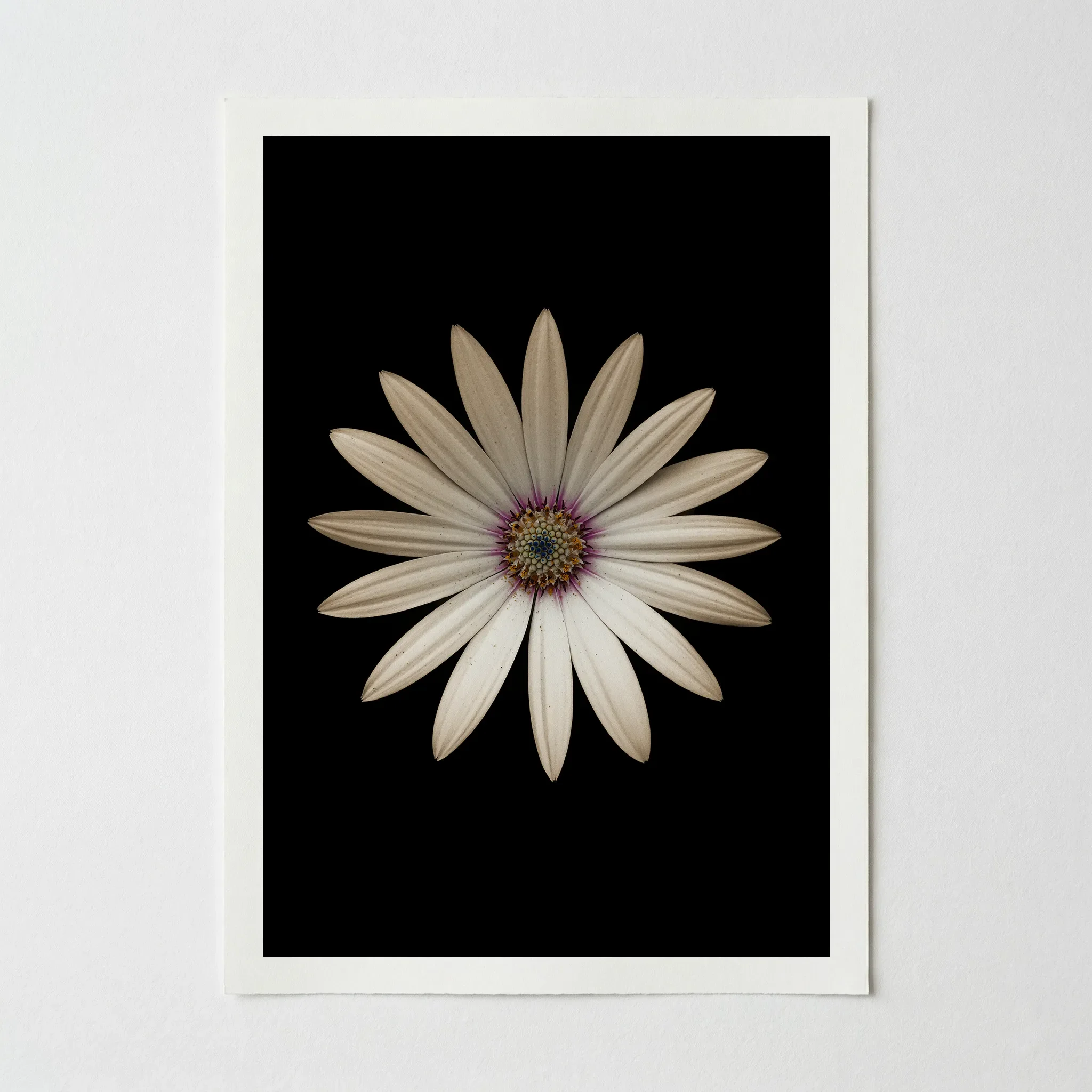 Marguerite Daisy: Beautiful Imperfection – Fine Art Print