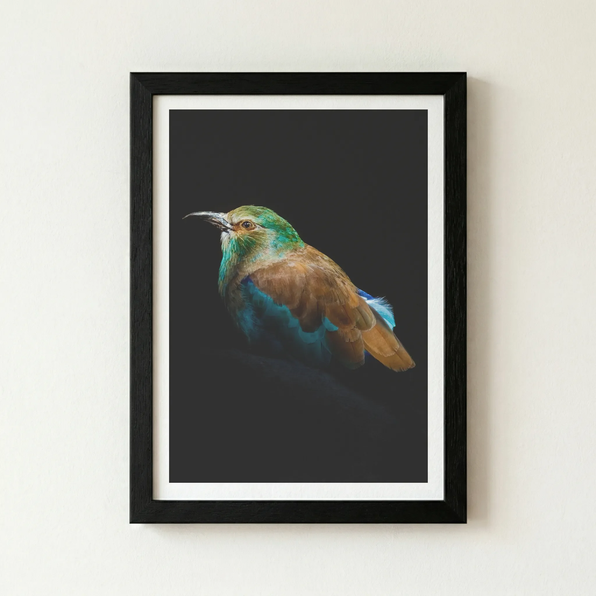 The 'European Roller' print in a black wooden frame, creating a seamless, high-contrast look that makes the bird's colourful plumage appear to glow.