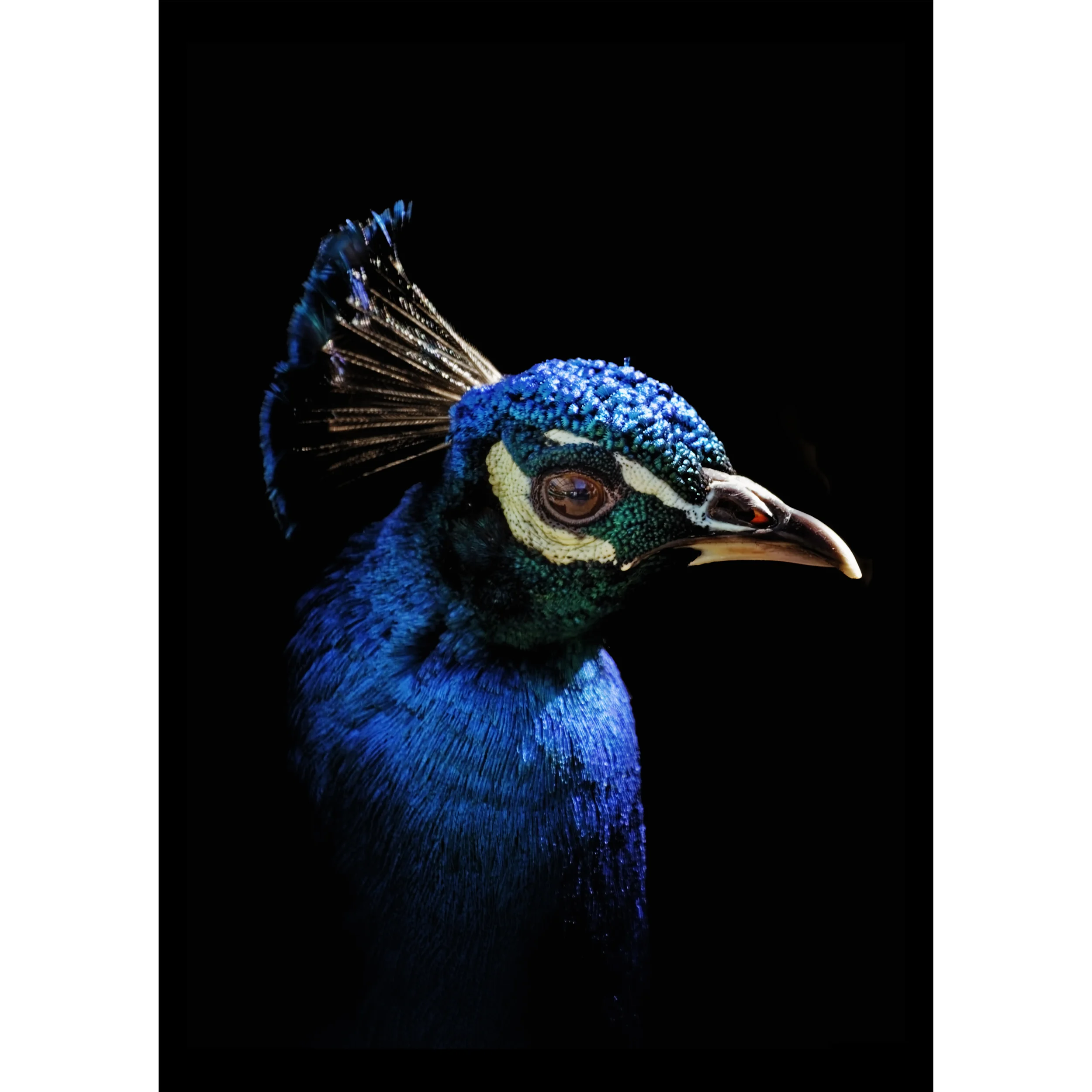 A striking high-contrast photograph of a peacock's head and neck, featuring vibrant electric blue feathers and a delicate crown-like crest against a solid black background.