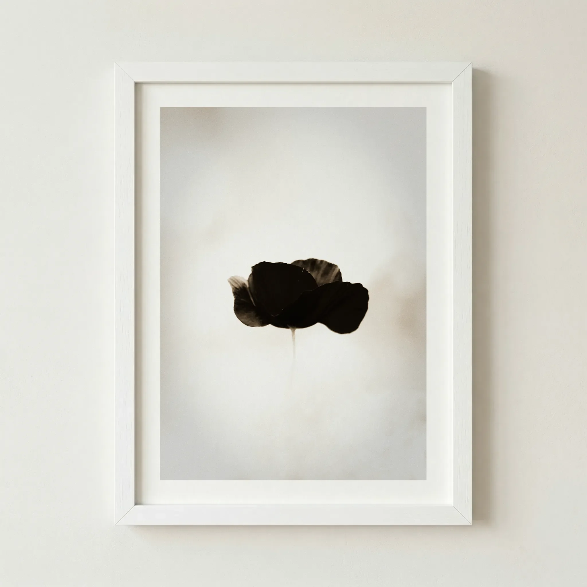 The Black Poppy print in a clean white frame, creating a seamless border that makes the dark flower appear weightless and enhances the sense of purity.