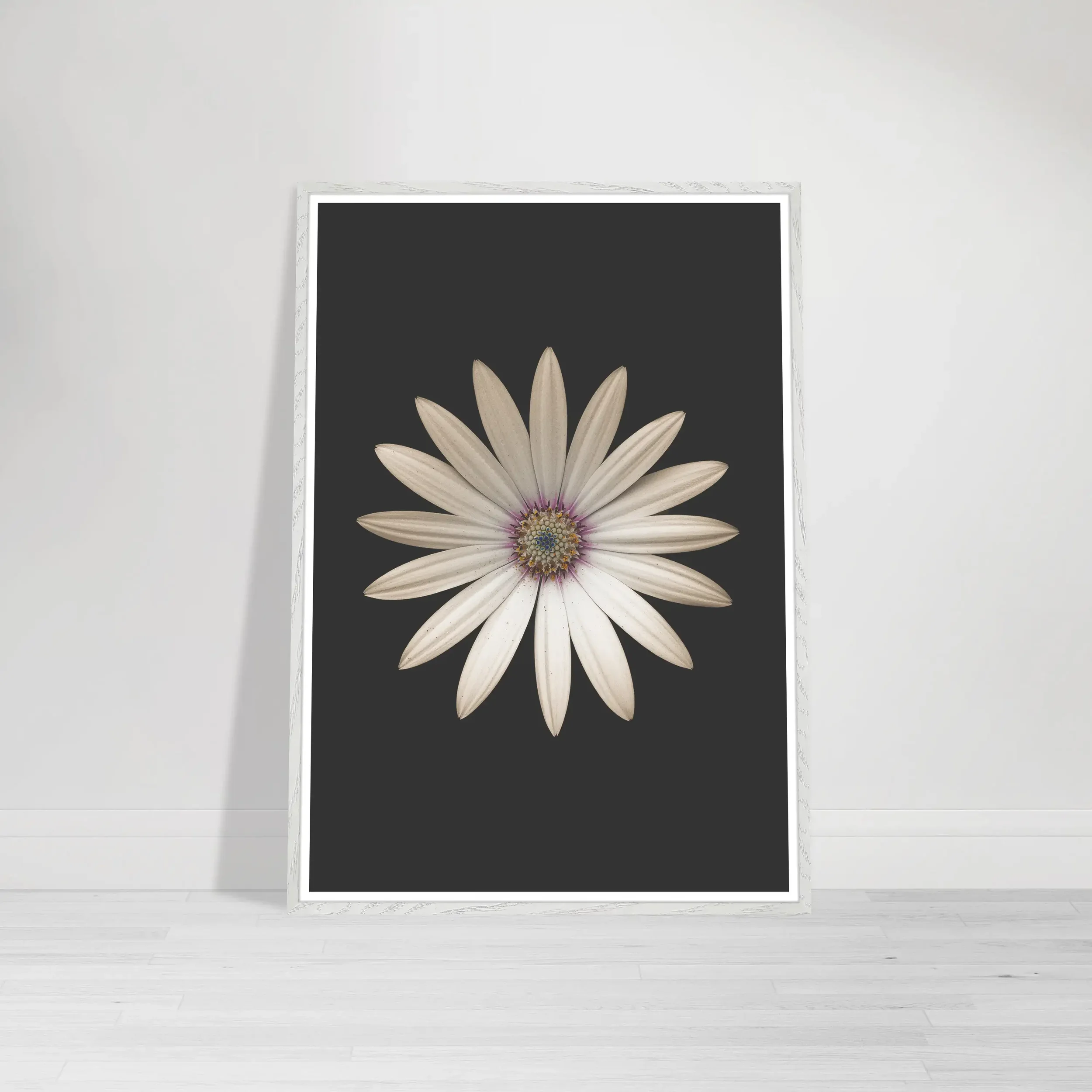 Marguerite Daisy fine art print in a wood frame displayed on a modern wall, featuring a centred white daisy on black
