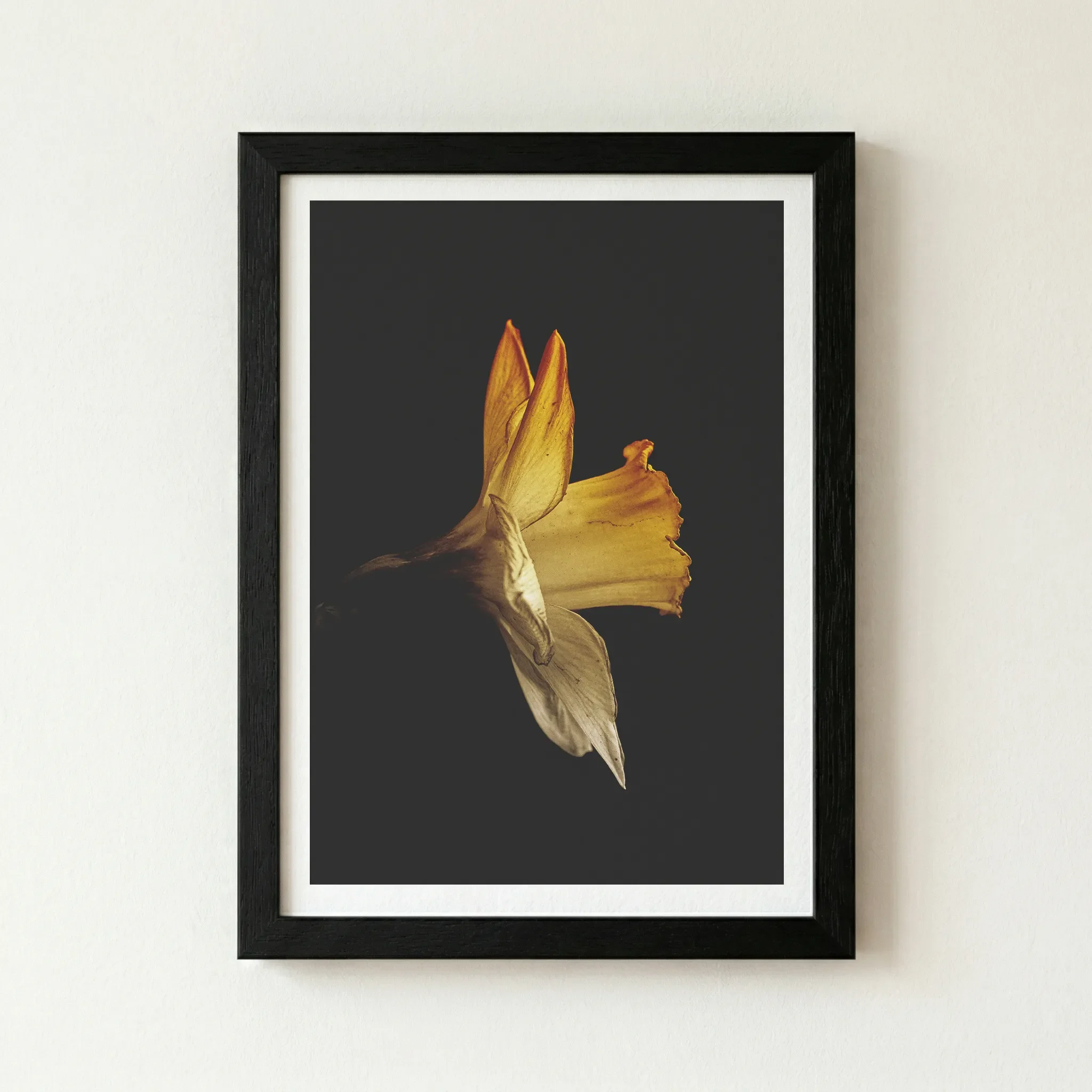 The 'Daffodil' artwork in a black wooden frame, creating a seamless transition into the deep shadows of the background for a dramatic effect.