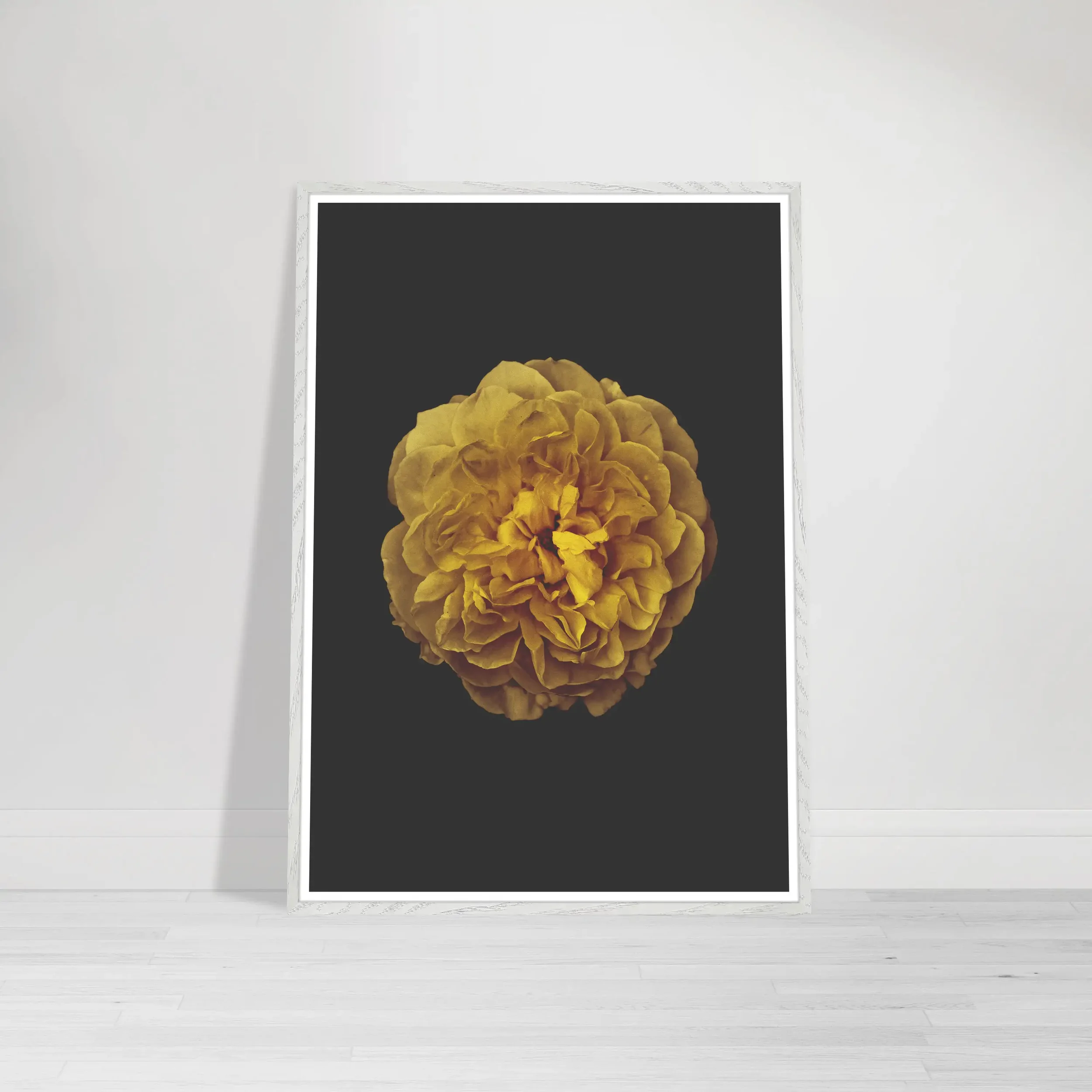 'Rose' fine art print in a white frame, offering a crisp, contemporary contrast that emphasises the graphic, circular form of the flower.