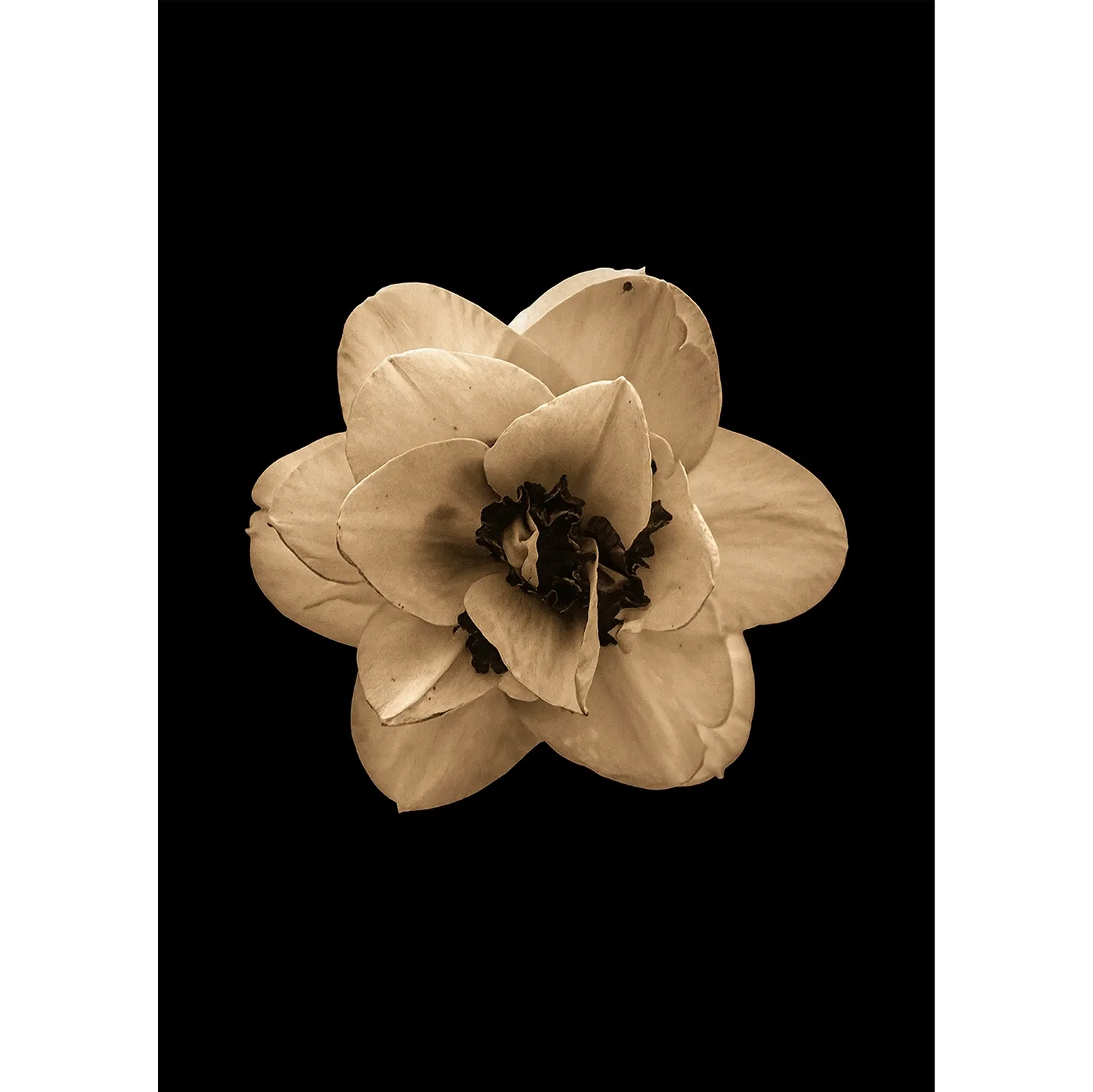 High-contrast fine art photograph of a mature, sepia-toned Narcissus flower fading against an infinite black void.