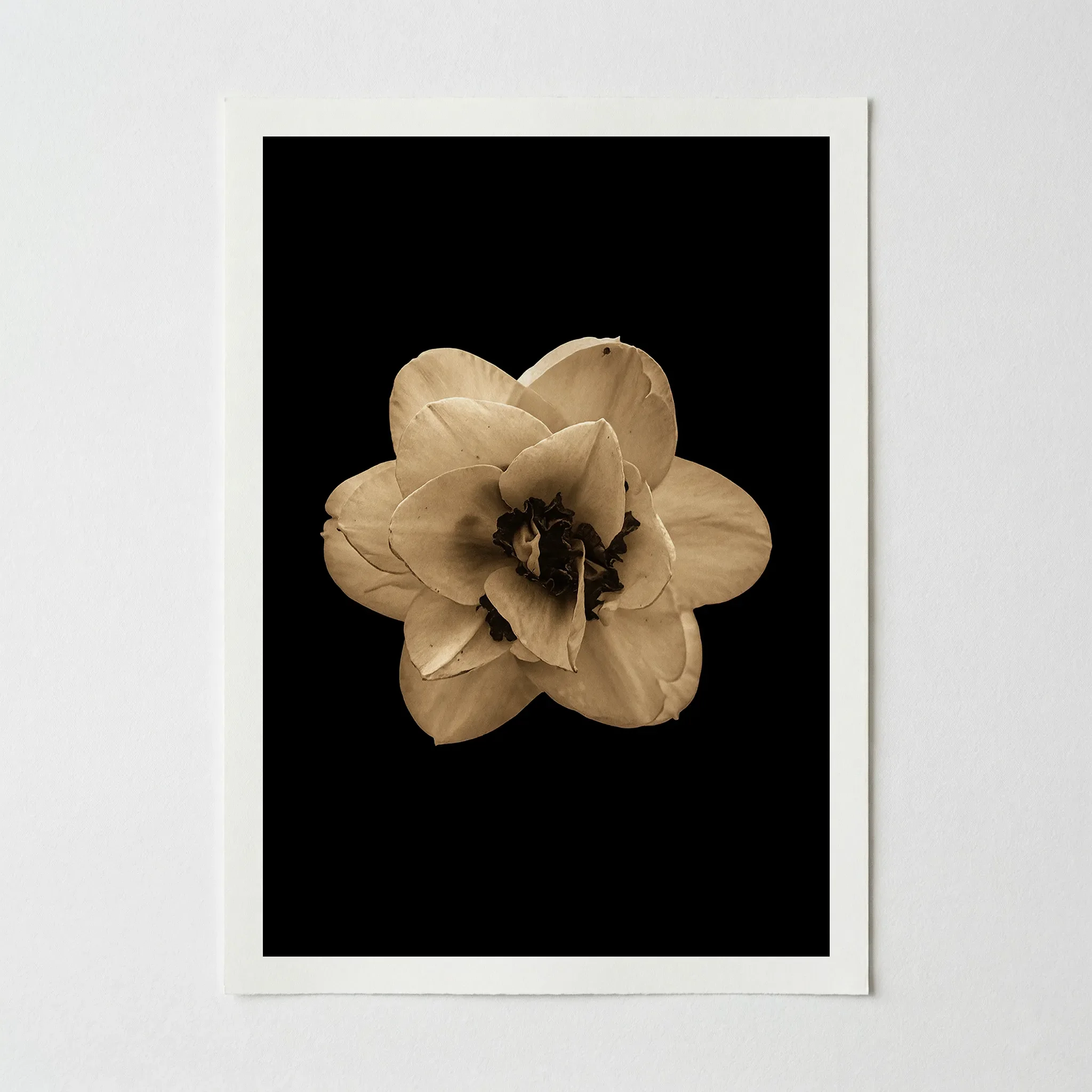Narcissus: Beautiful Imperfection – Fine Art Print