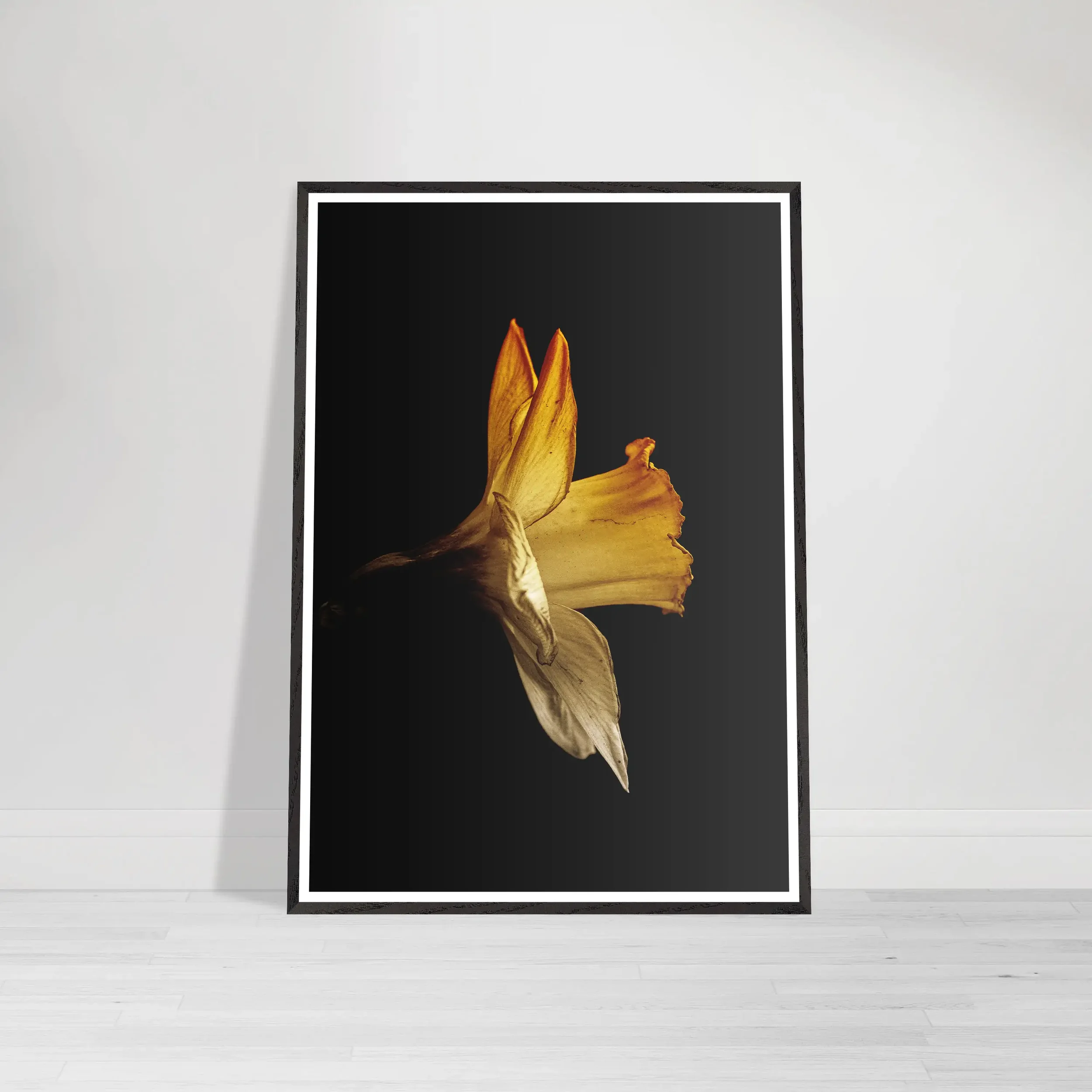 Side-lit daffodil with fading golden petals against a black background, highlighting texture and imperfect beauty Framed Print