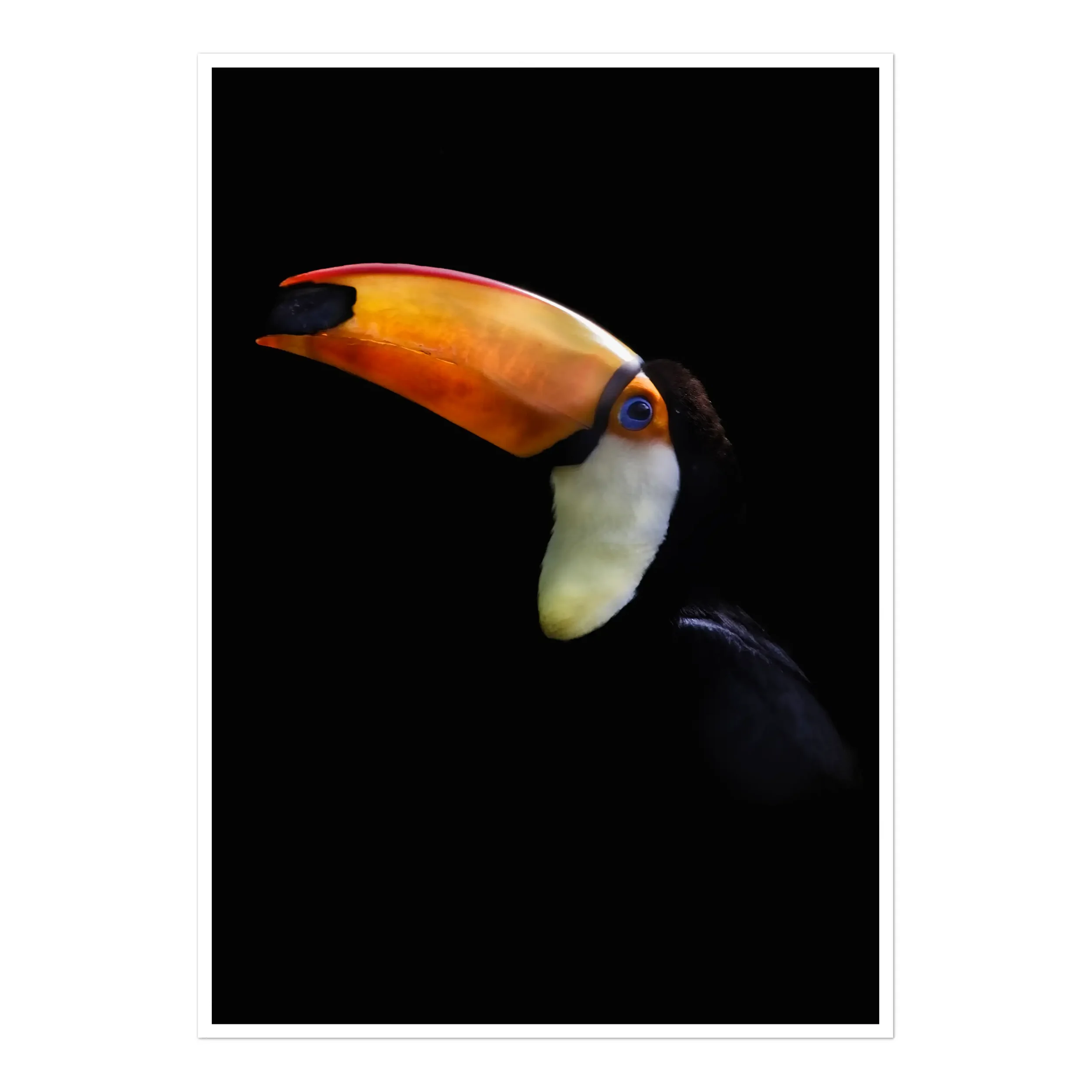 A striking high-contrast photograph of a Toco Toucan in profile, its oversized bright orange and yellow bill and vivid blue eye rim standing out against a deep black background.