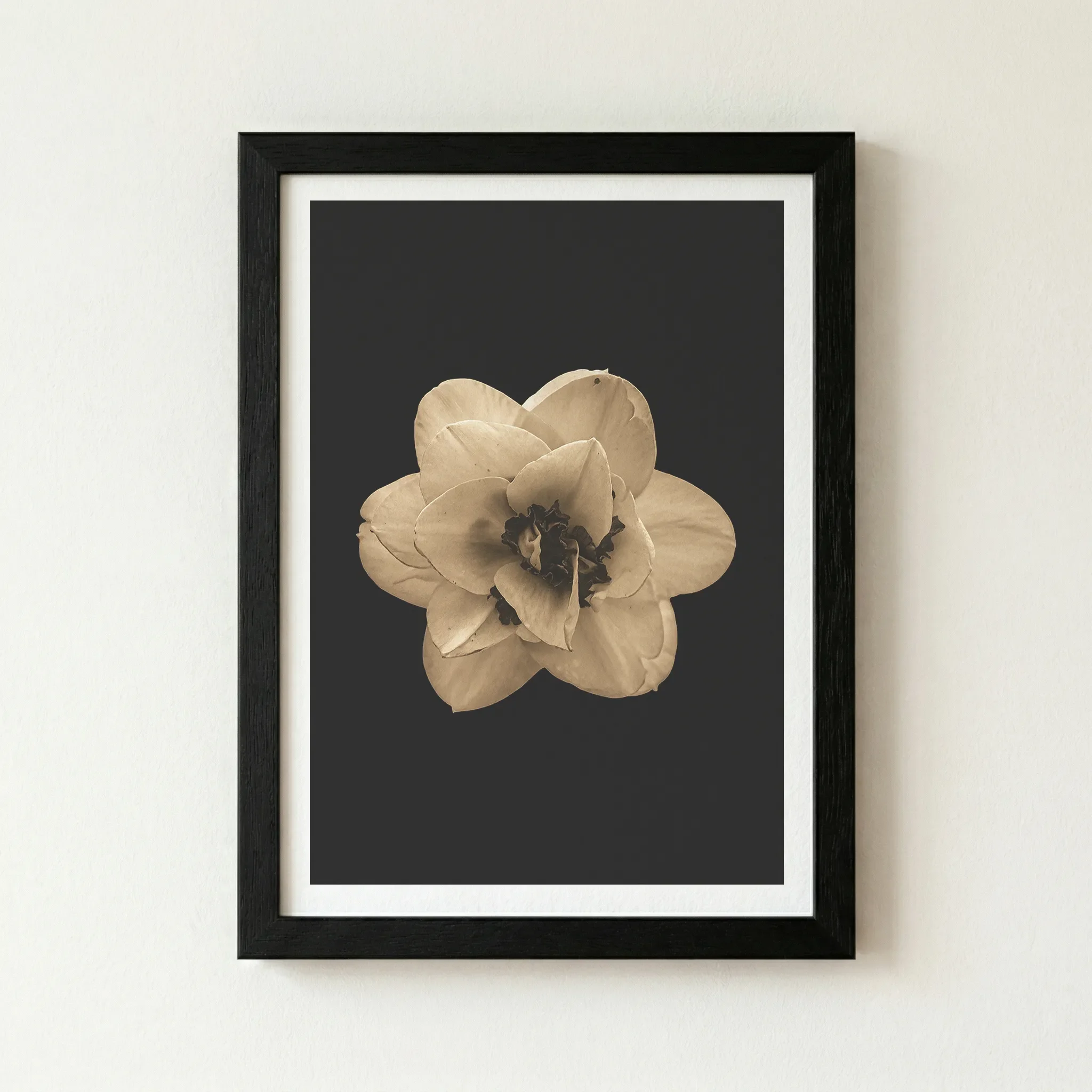 The 'Narcissus' fine art print in a black wooden frame, creating a deep, immersive effect where the flower emerges from the shadows.
