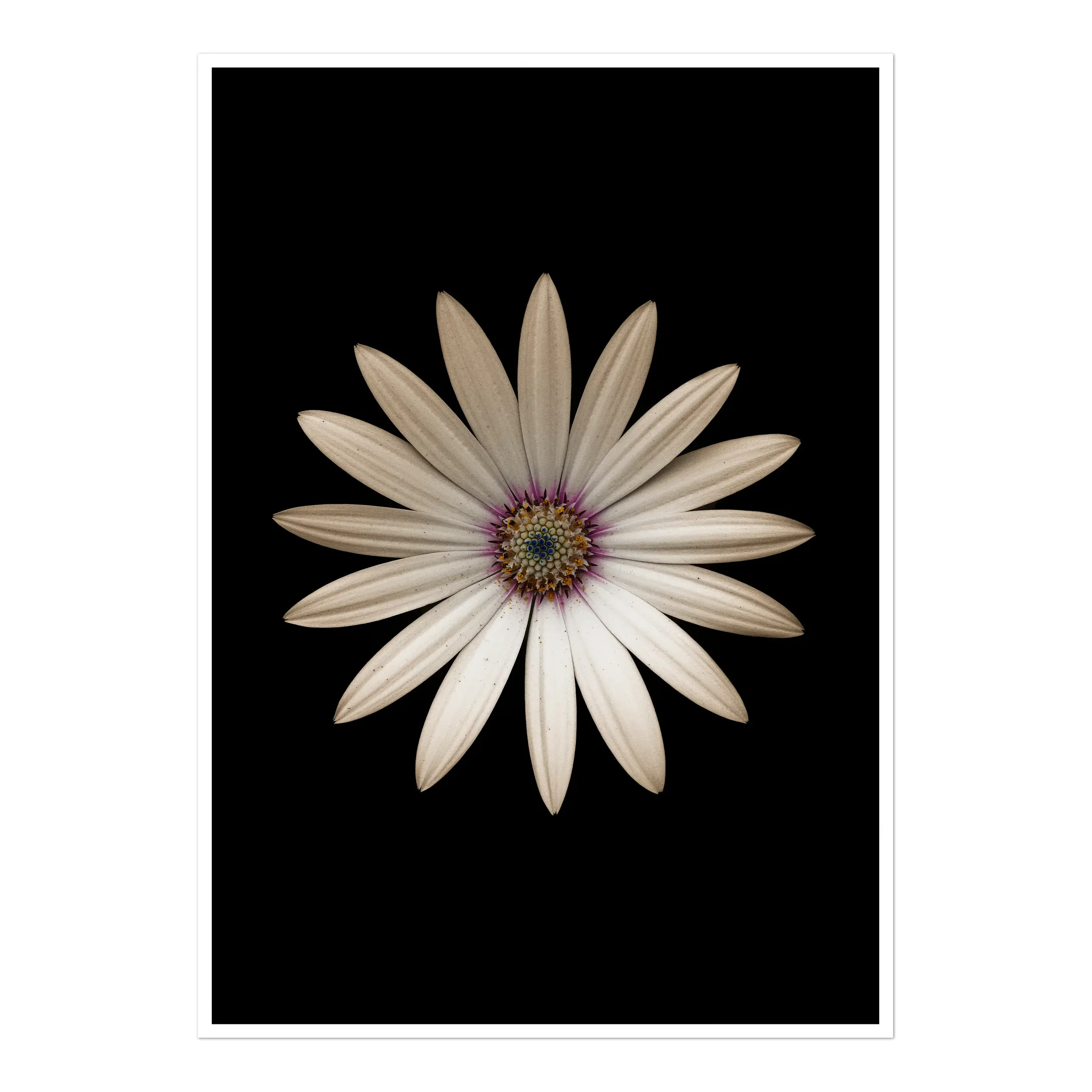 Macro photograph of a single Marguerite daisy centred on a black background, showing detailed textured petals