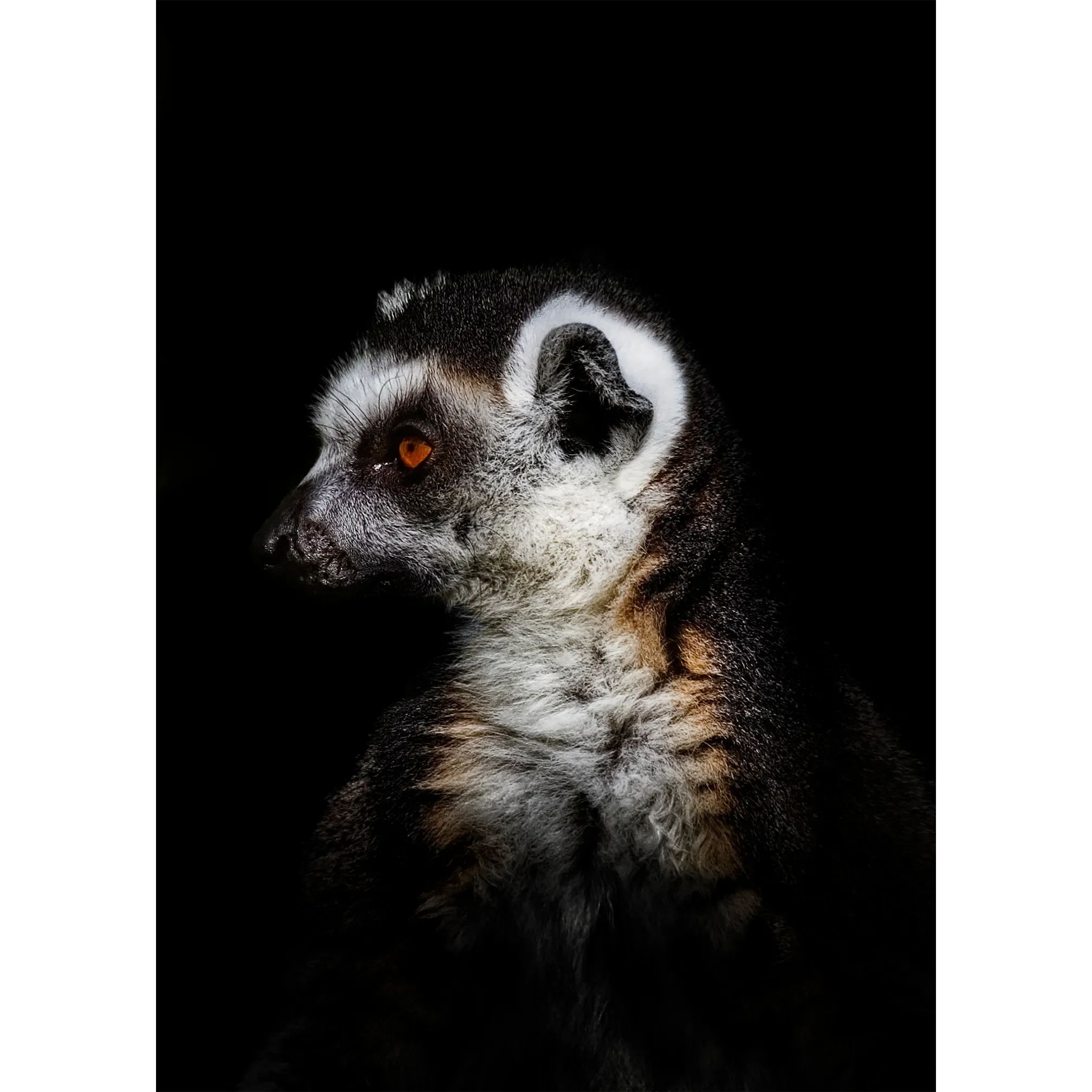A high-contrast fine art photograph of a Ring-Tailed Lemur in profile, featuring sharp monochromatic fur textures and a glowing amber eye against a solid black background.