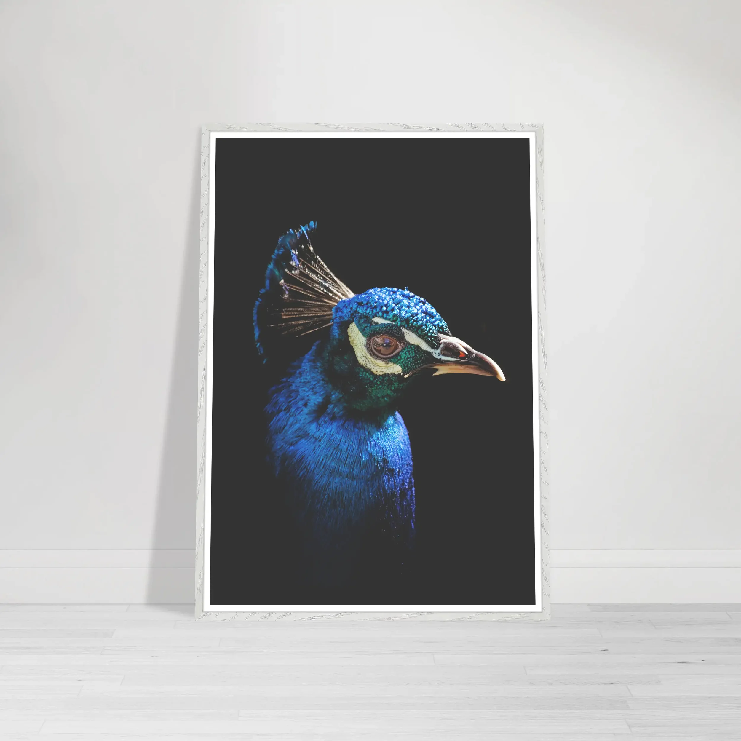 Close-up portrait of a peacock's head on a black background showing blue-green feathers and crest on a white wooden frame