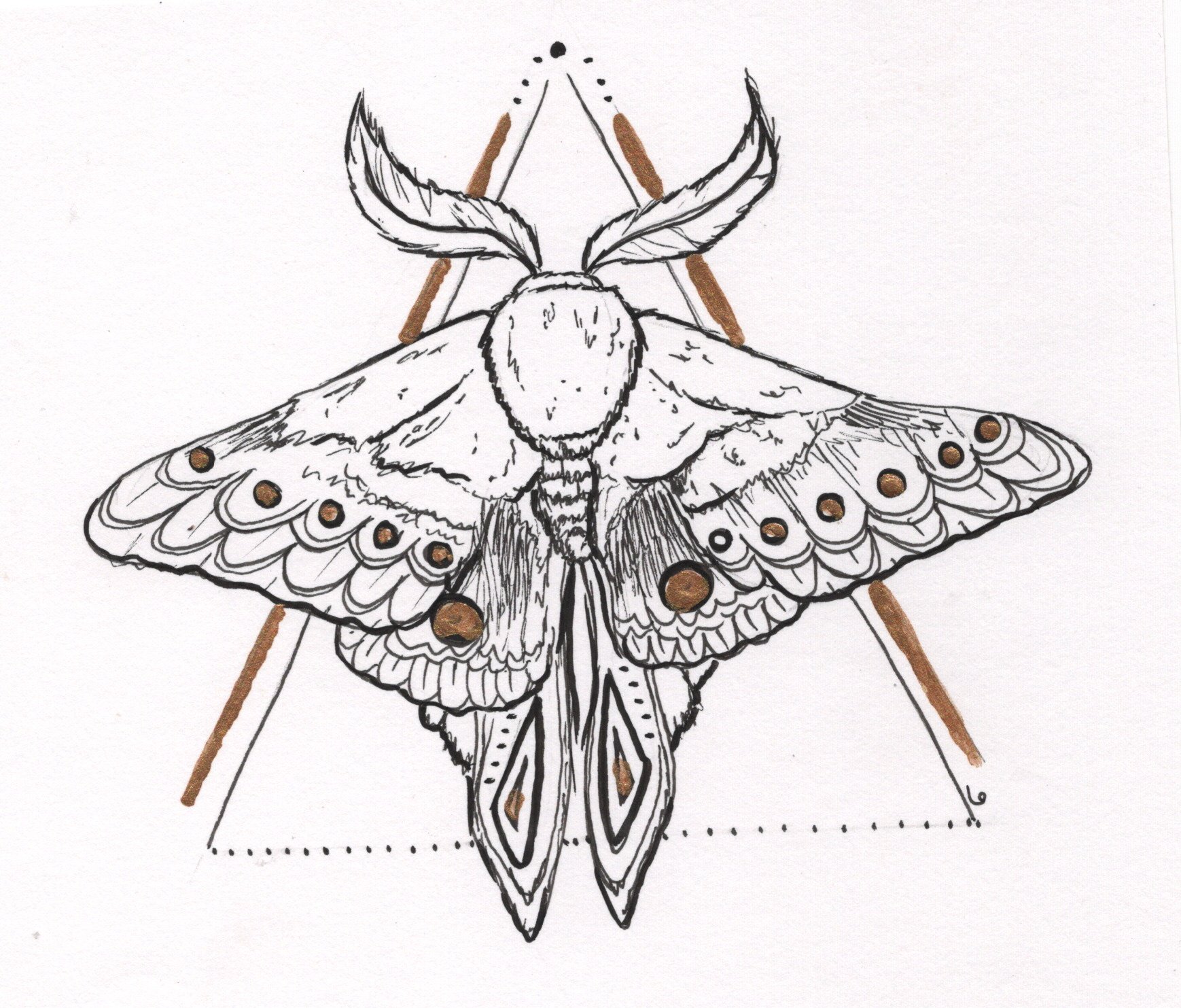 moth.jpeg