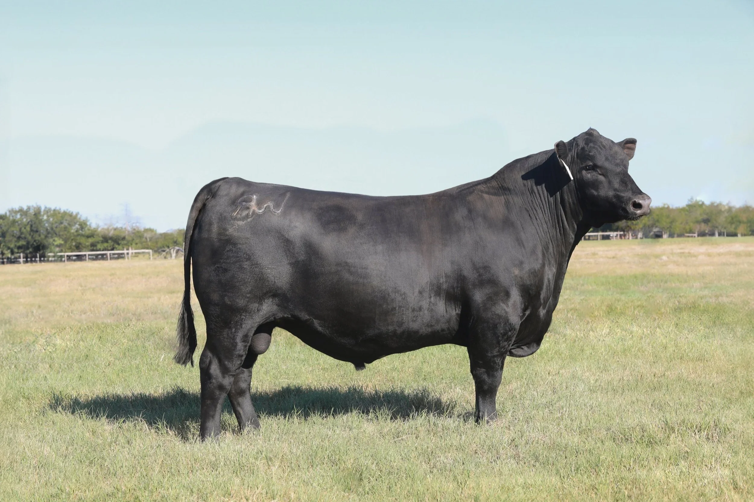 Jones Angus Ranch Herd Sires — Jones Ranch | Black and Red Angus Cattle