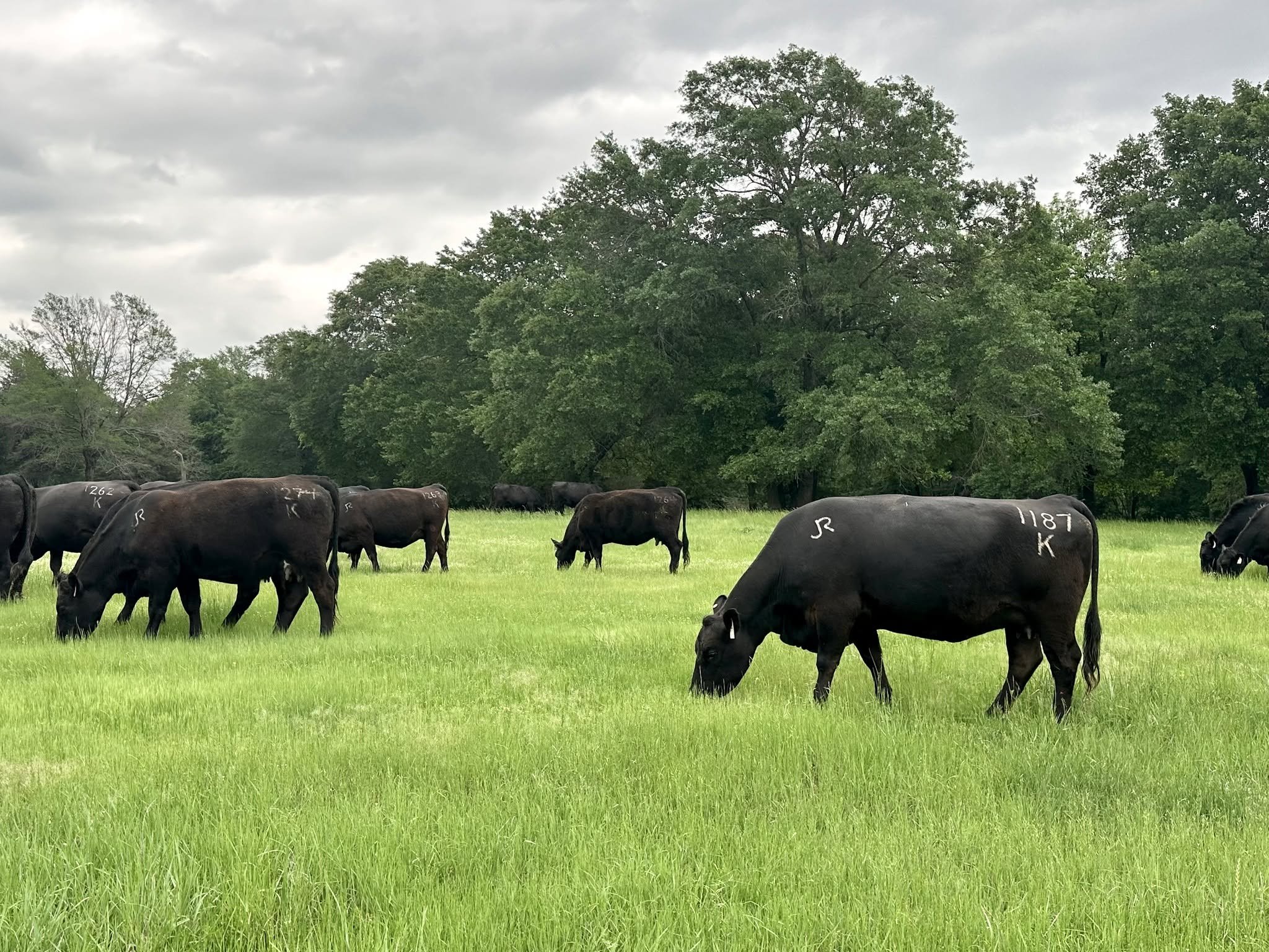 And that is a wrap on collecting hair shedding scores! ๐๐ป
We are dedicated to collecting all data possible on our cow herd to enhance their EPD profile. The hair shedding EPD improves our ability to select cattle who best fit our environment, so