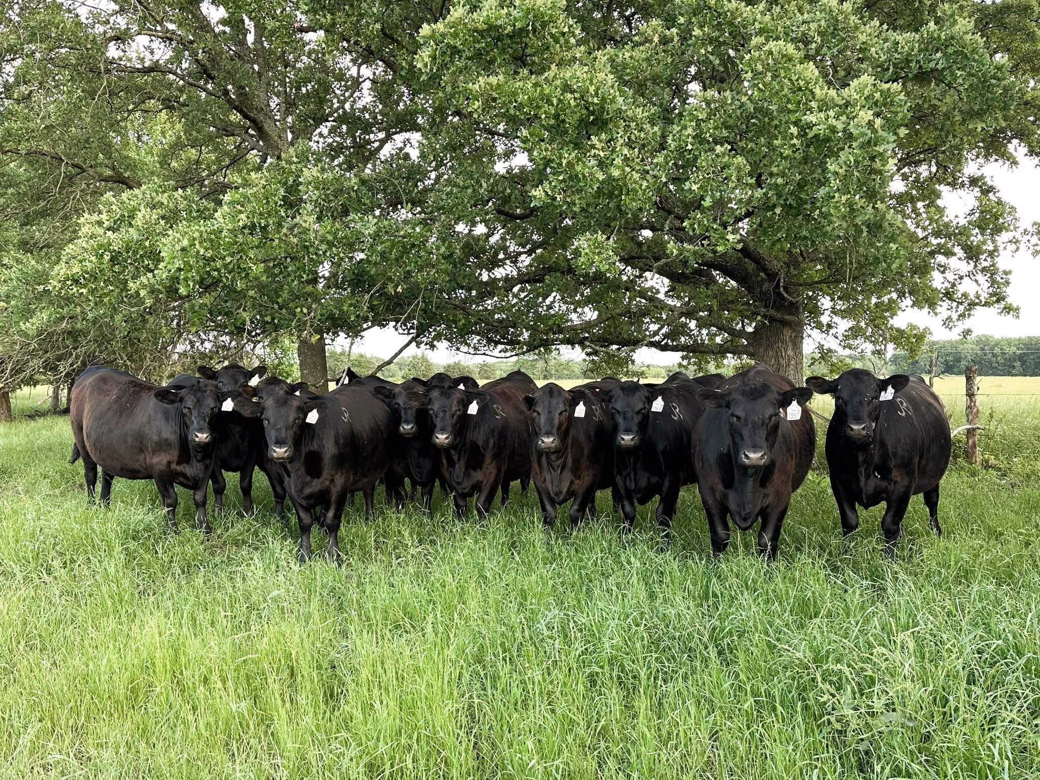 An evening spent going through bred heifers is an evening well-spent. โจ
#ranchlife #businessbreed #iamangus #beef #beefcattle #ranching #texasagriculture #texasfarmbureau #anguscattle #jonesranch #texasfarmsandranches #cattleranch