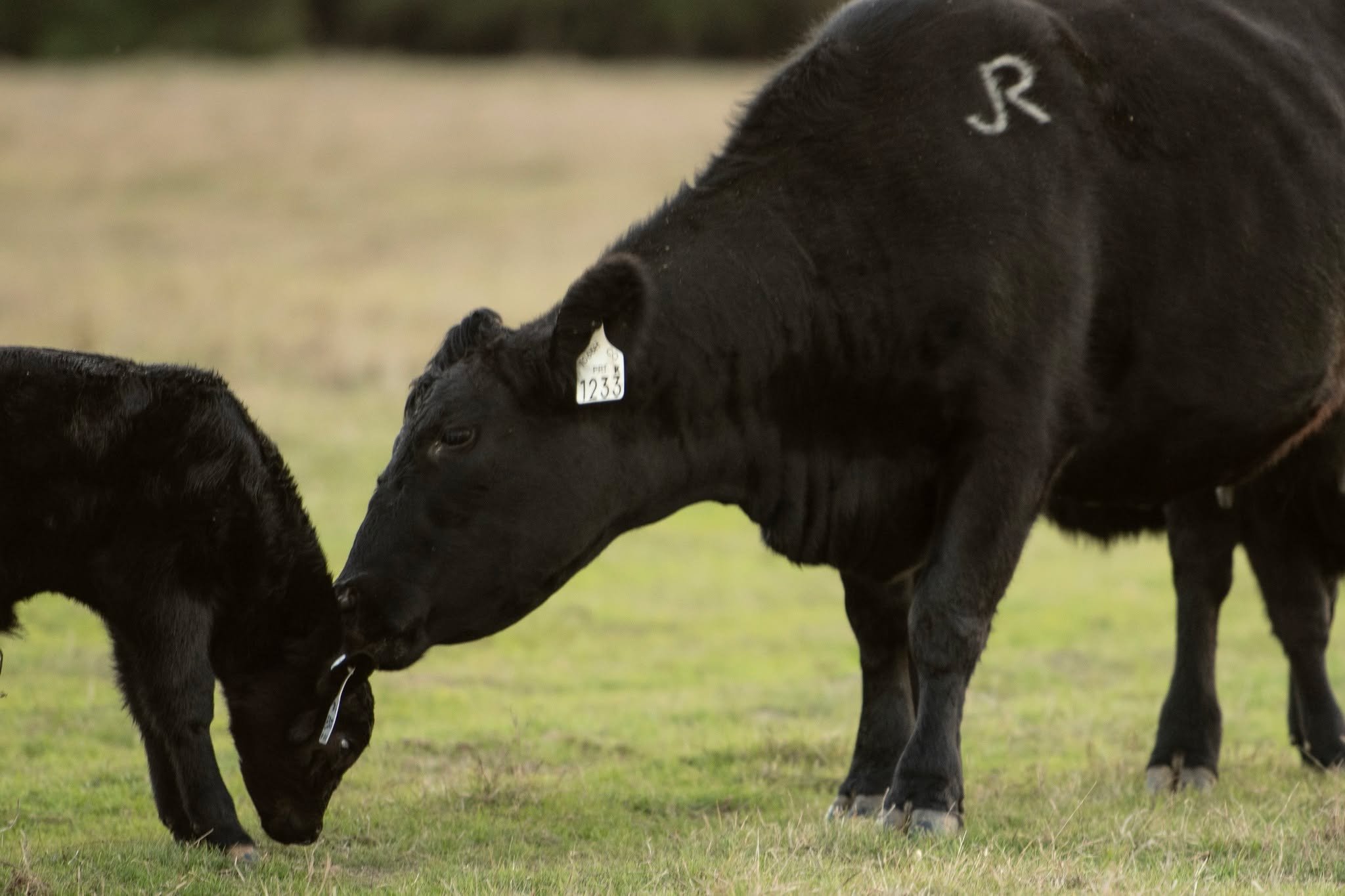 Nothing beats a mother’s love. Happy Mother’s Day! ♥๏ธ
#ranchlife #businessbreed #iamangus #beef #beefcattle #ranching #texasagriculture #texasfarmbureau #anguscattle #jonesranch #texasfarmsandranches #cattleranch