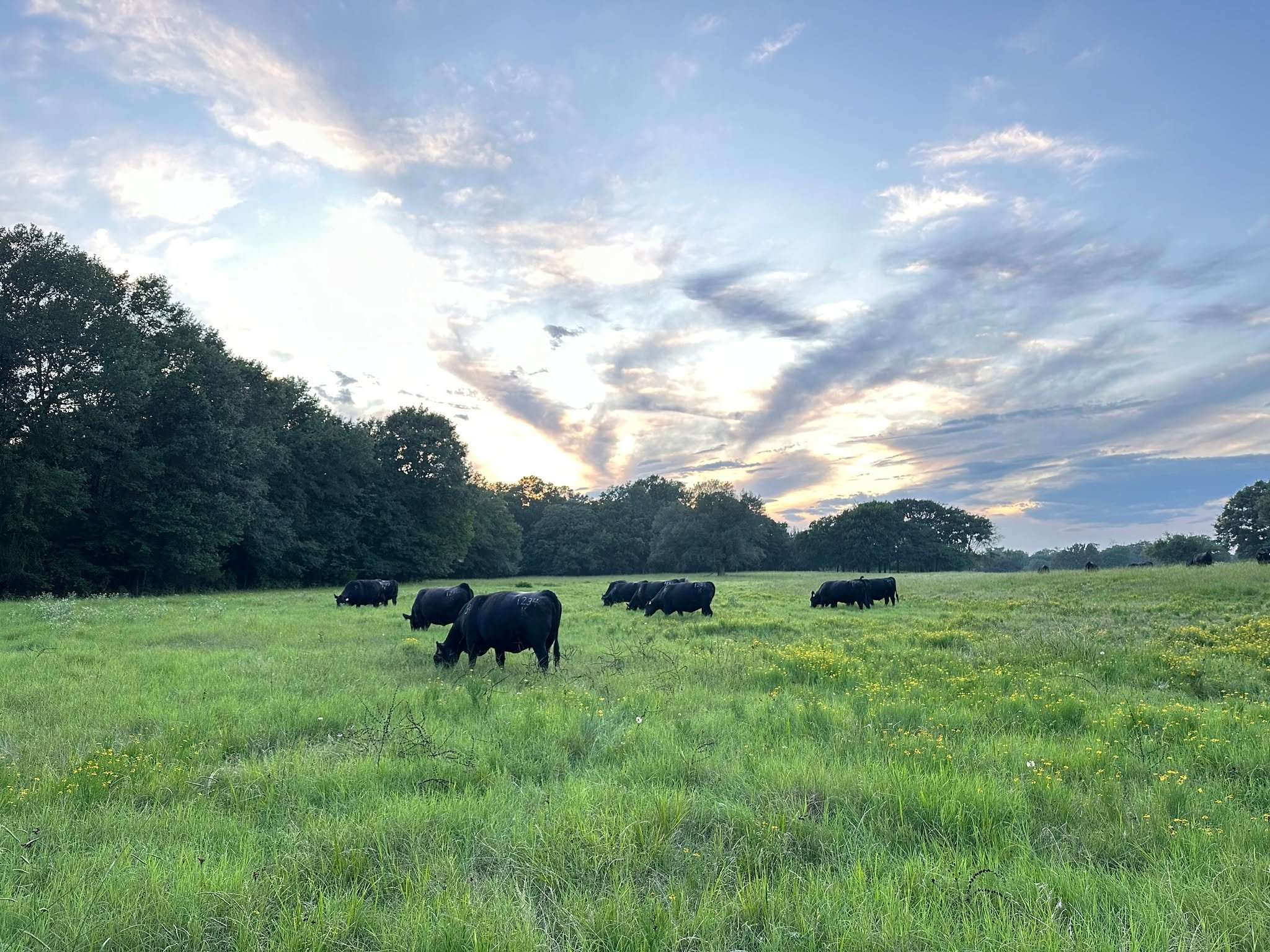 “For we are his workmanship, created in Christ Jesus for good works, which God prepared beforehand, that we should walk in them.”
-Ephesians 2:10
#ranchlife #businessbreed #iamangus #beef #beefcattle #ranching #texasagriculture