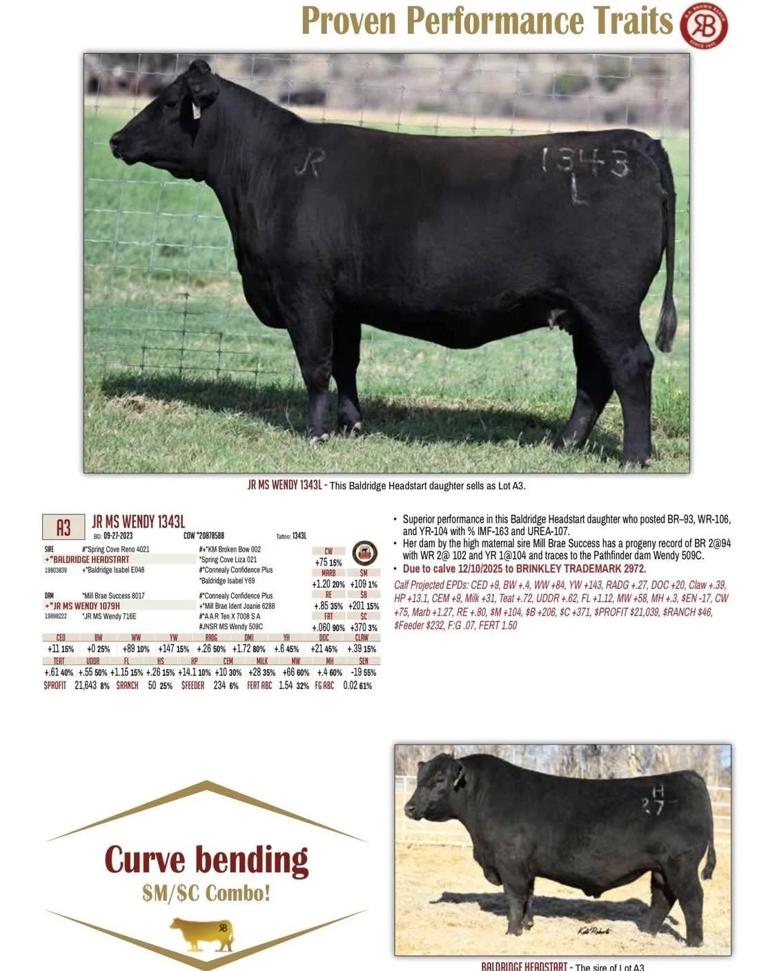 We are excited to share some Jones Ranch genetics being offered in the upcoming R.A. Brown Ranch Angus Female sale on October 7! 
This paternal sister to Headliner, the high-selling bull of the March 2025 Bull Sale, sired by Baldridge Headstart, is