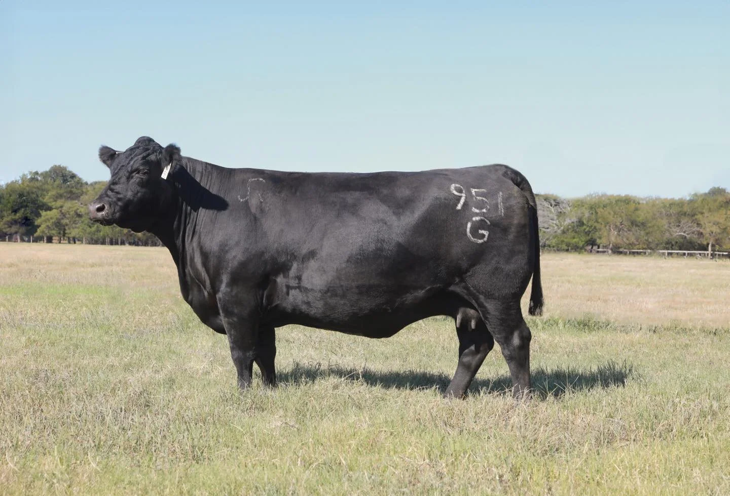 Angus breeders, you don't want to miss this! 📣
In less than one week, Gratitude's dam sells alongside a top-notch offering of Angus females in the R.A. Brown Ranch Angus Female Sale. Yes, you read that right. 
This highly productive Pathfinder don