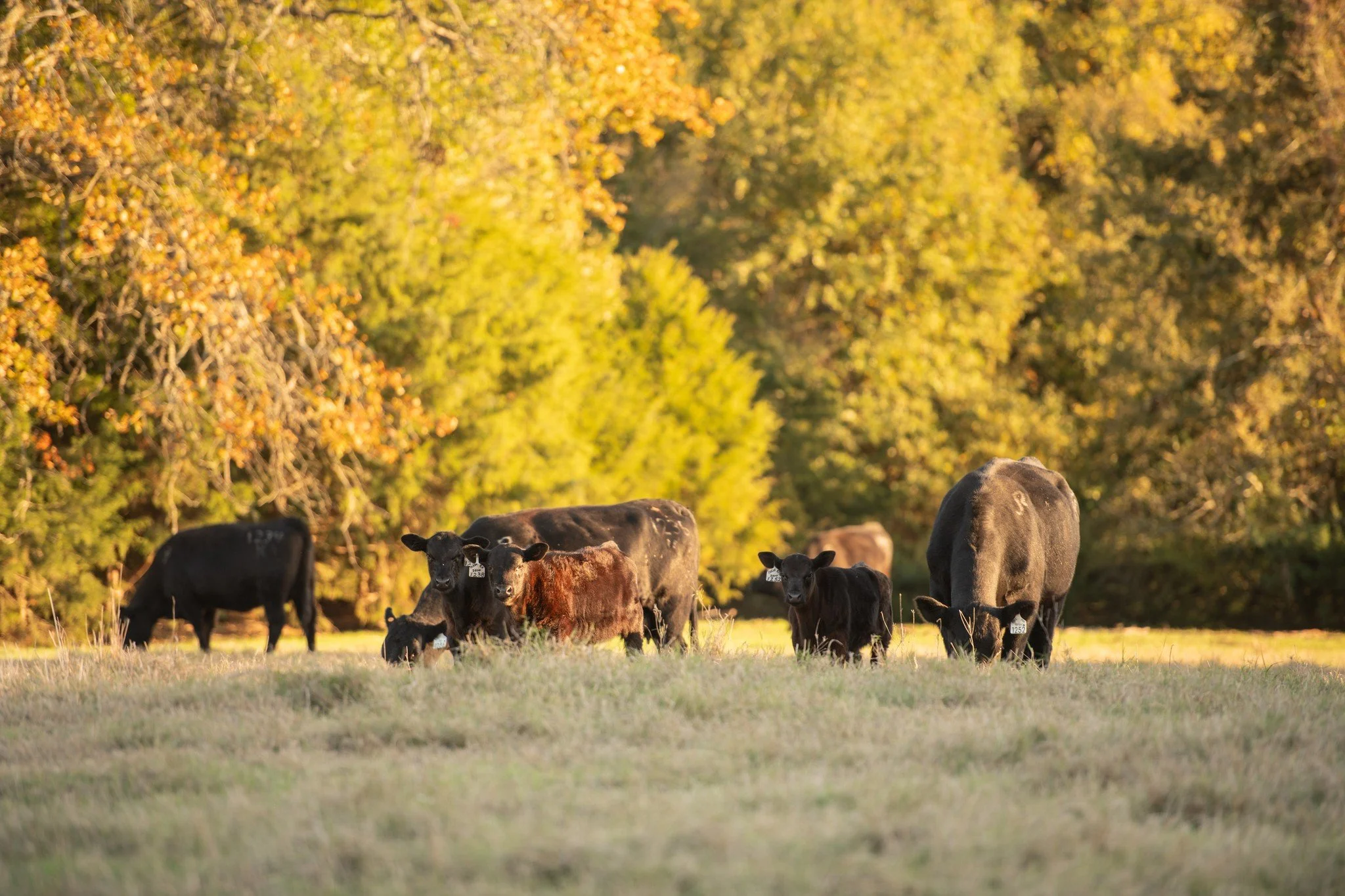 “Oh give thanks to the Lord, for he is good; for his steadfast love endures forever!”
-Psalm 118:1 
 #ranchlife #businessbreed #iamangus #beef #beefcattle #ranching #texasagriculture #texasfarmbureau #anguscattle #jonesranch #te