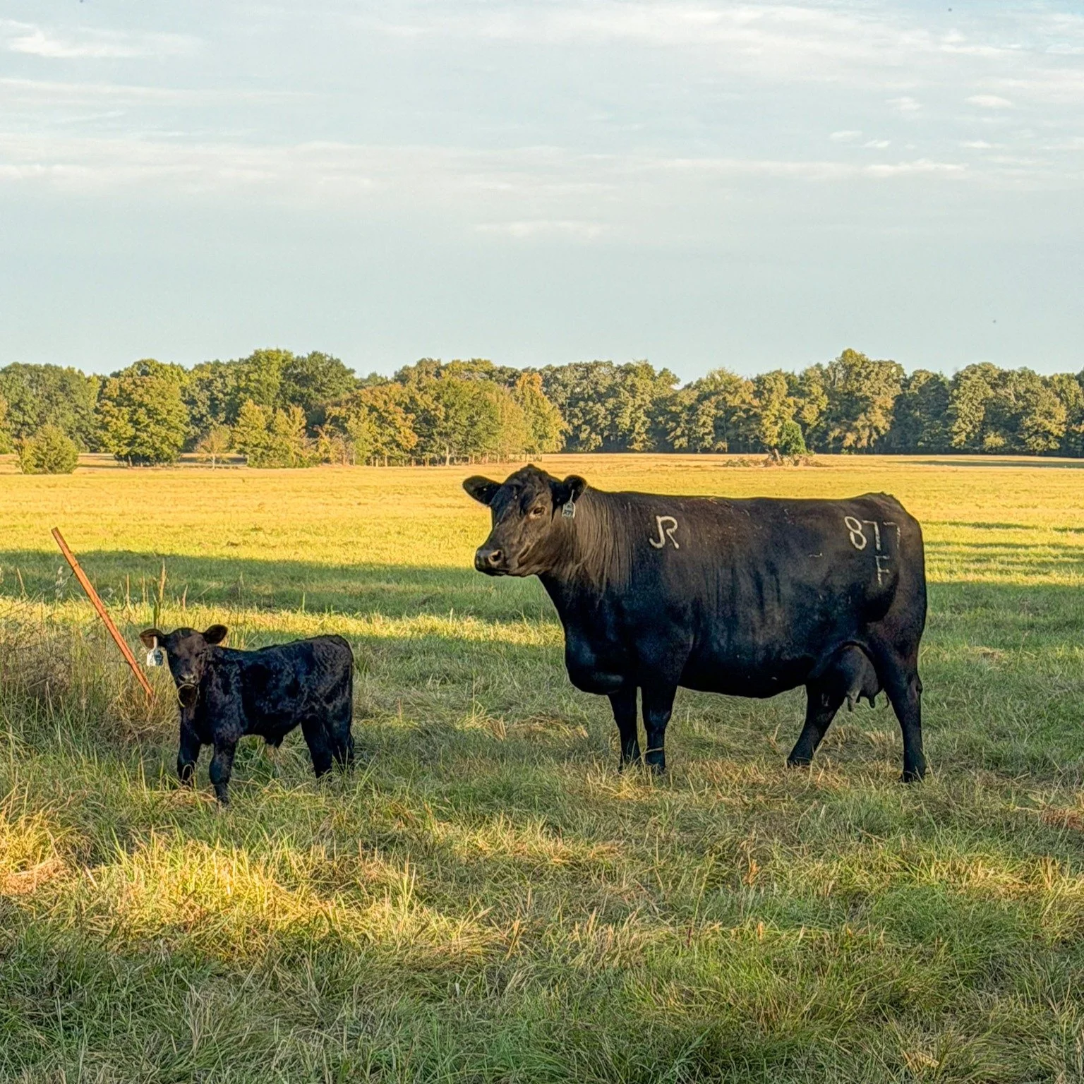 No matter how many years you do this, the excitement of newborn calves hitting the ground is always a highlight 💖