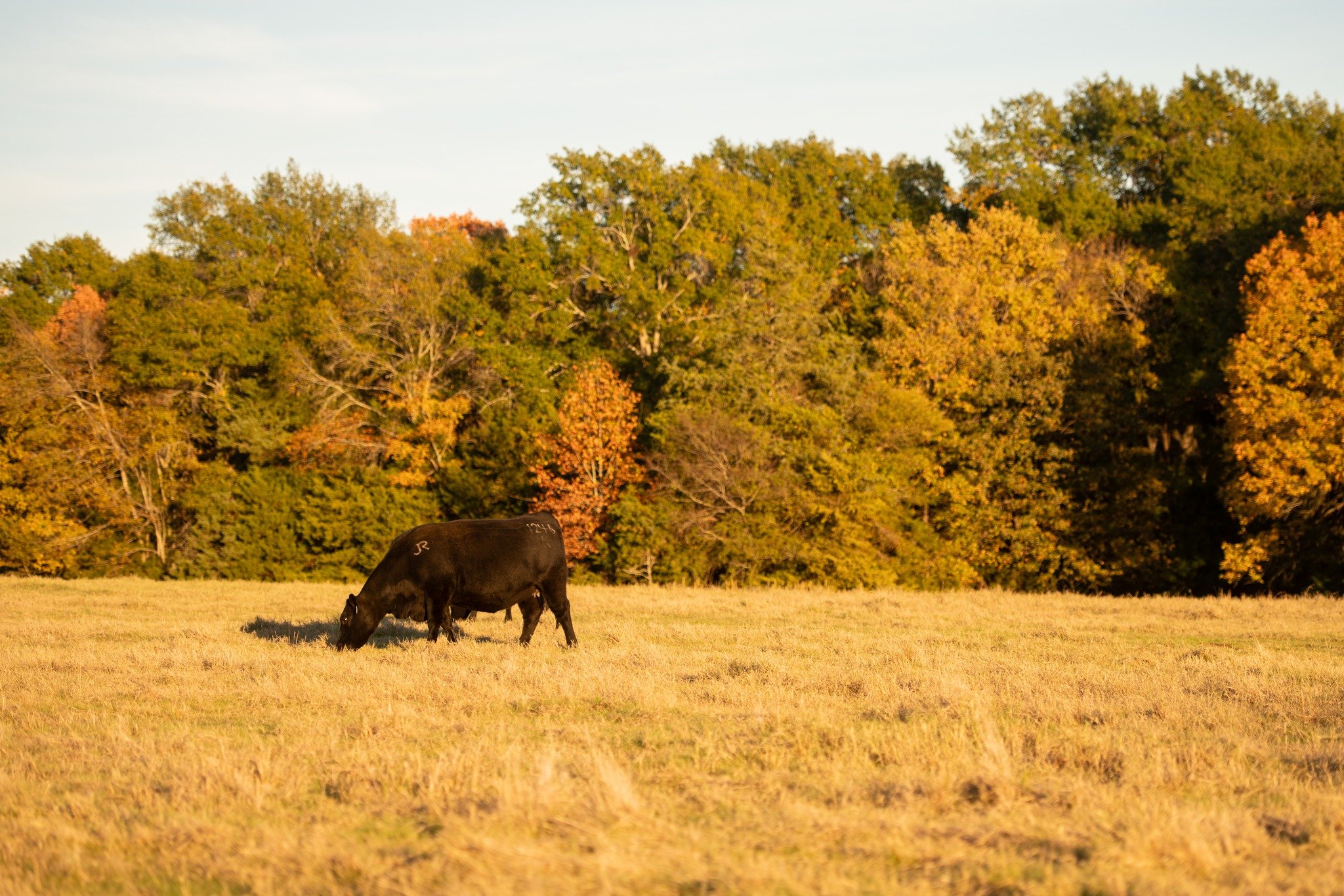 "Let us come into his presence with thanksgiving; let us make a joyful noise to him with songs of praise!" Psalms 95:2