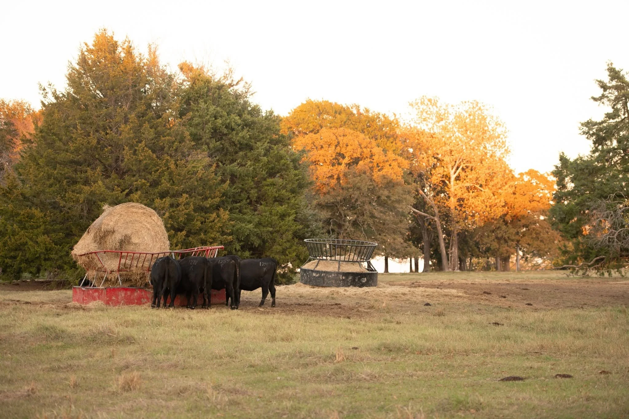 Tis' the season for feeding all the hay we put up during the growing season. Part of being a good livestock steward is managing nutrition. Supplementing hay this time of year helps keep lactating cows stay in good shape to raise calves that meet thei