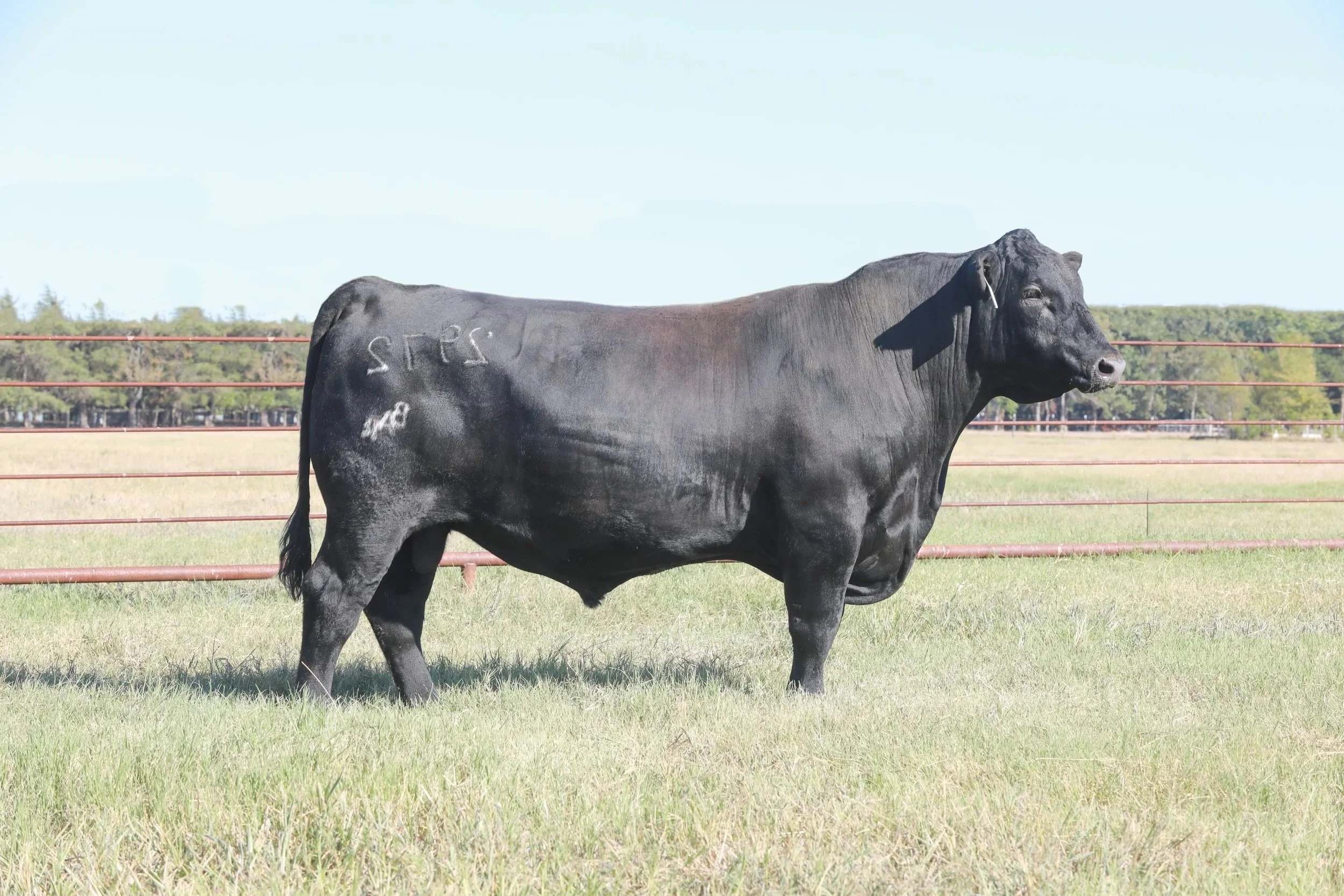 Brinkley Trademark 2972