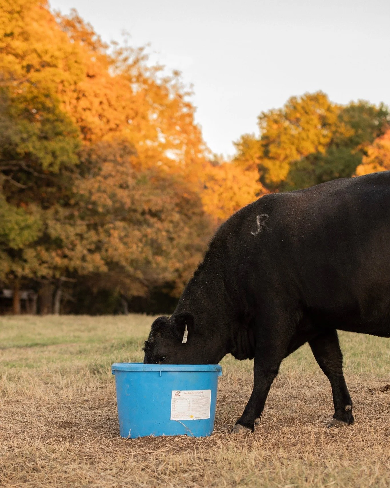 Minerals matter! 

Cattle require adequate nutrition resources to maintain health, condition and productivity. At Jones Ranch, we keep a close eye on meeting those requirements, and one way is through mineral supplementation. A good mineral program c